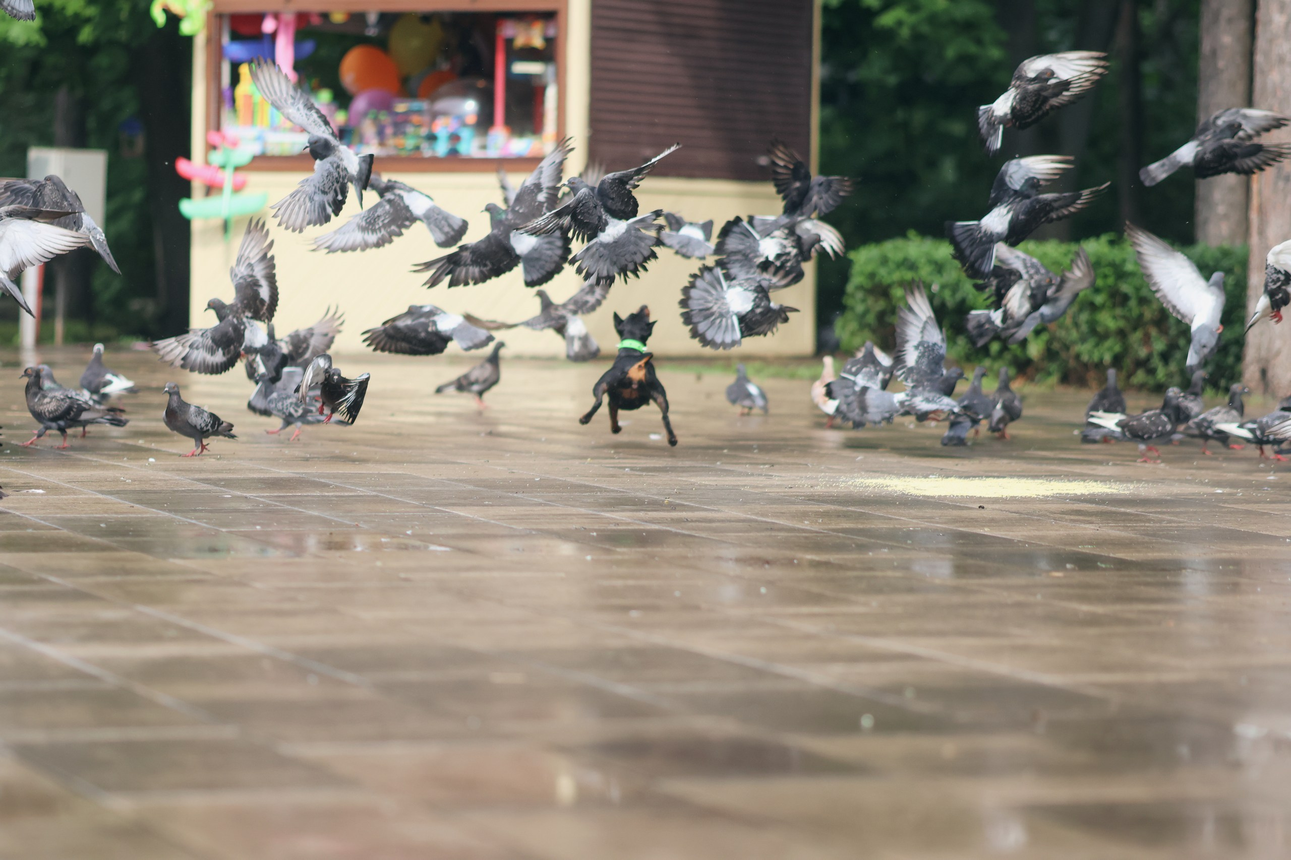 Четыре Лапы. Свадебный и репортажный фотограф Дмитрий Кононенко