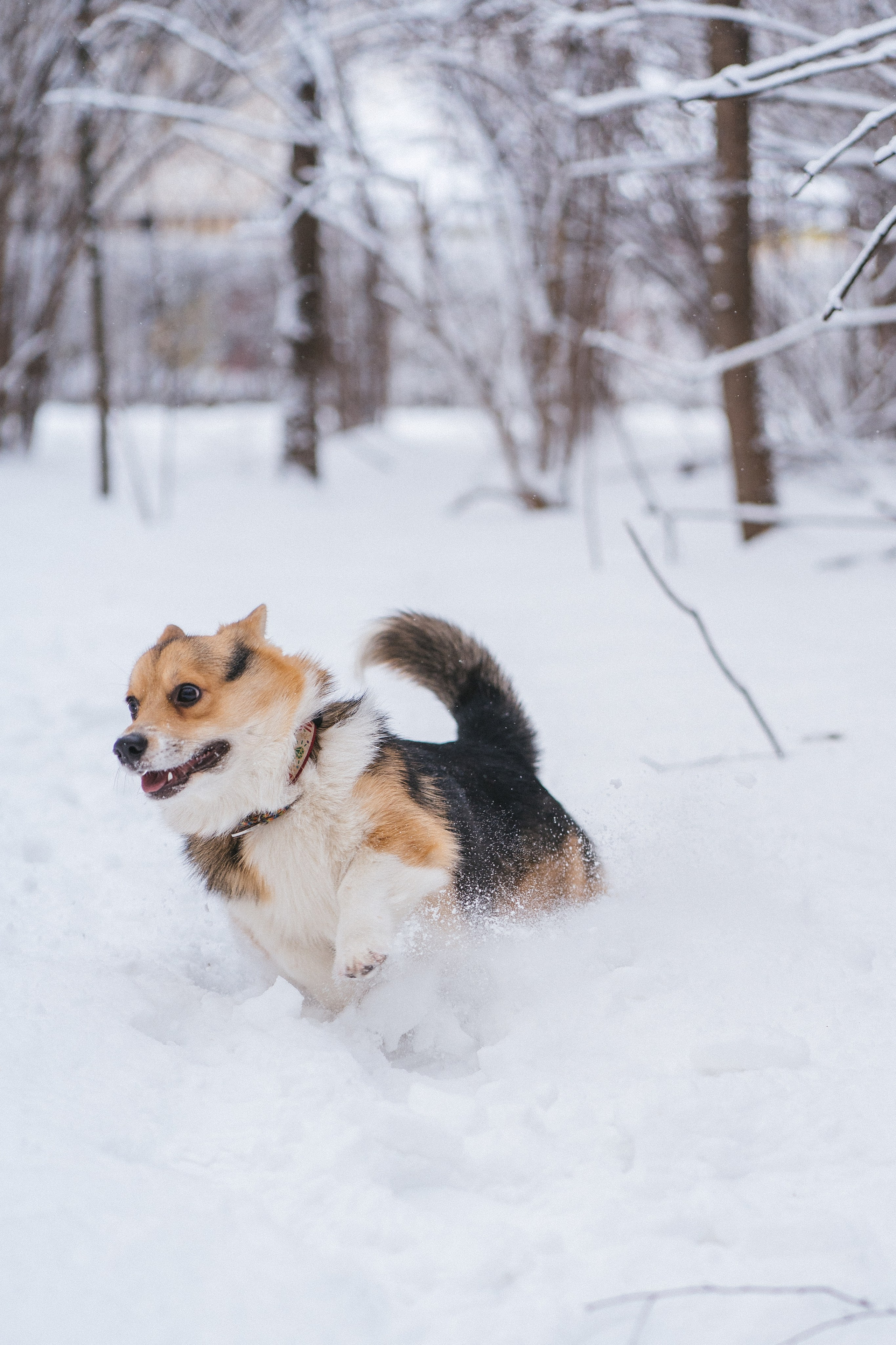 Каспер и Полина. Свадебный фотограф в Москве Анна Полушина