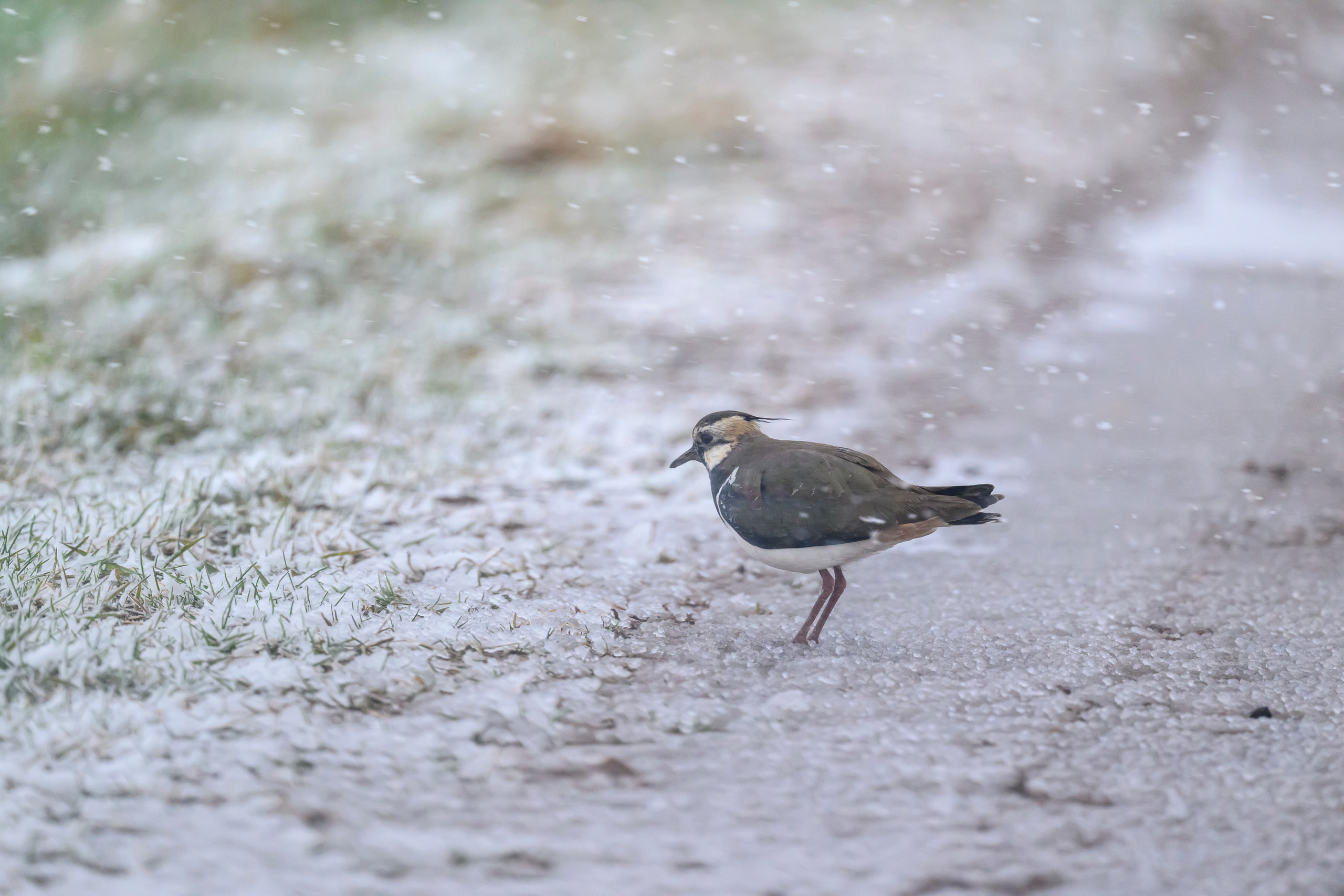 Метель продолжается. Wildlife photography by Sergey Puponin