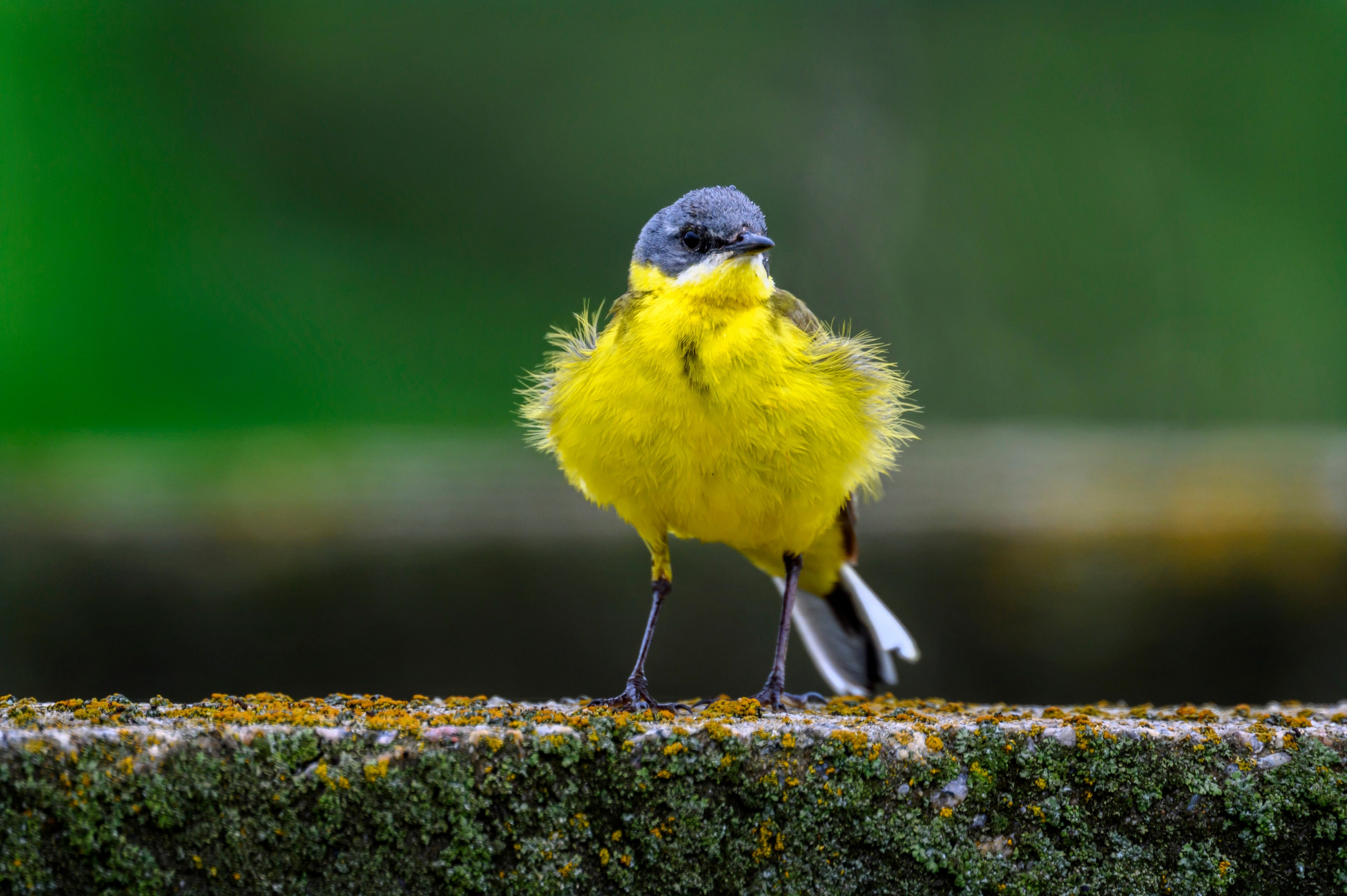 Кулики не позировали. Wildlife photography by Sergey Puponin