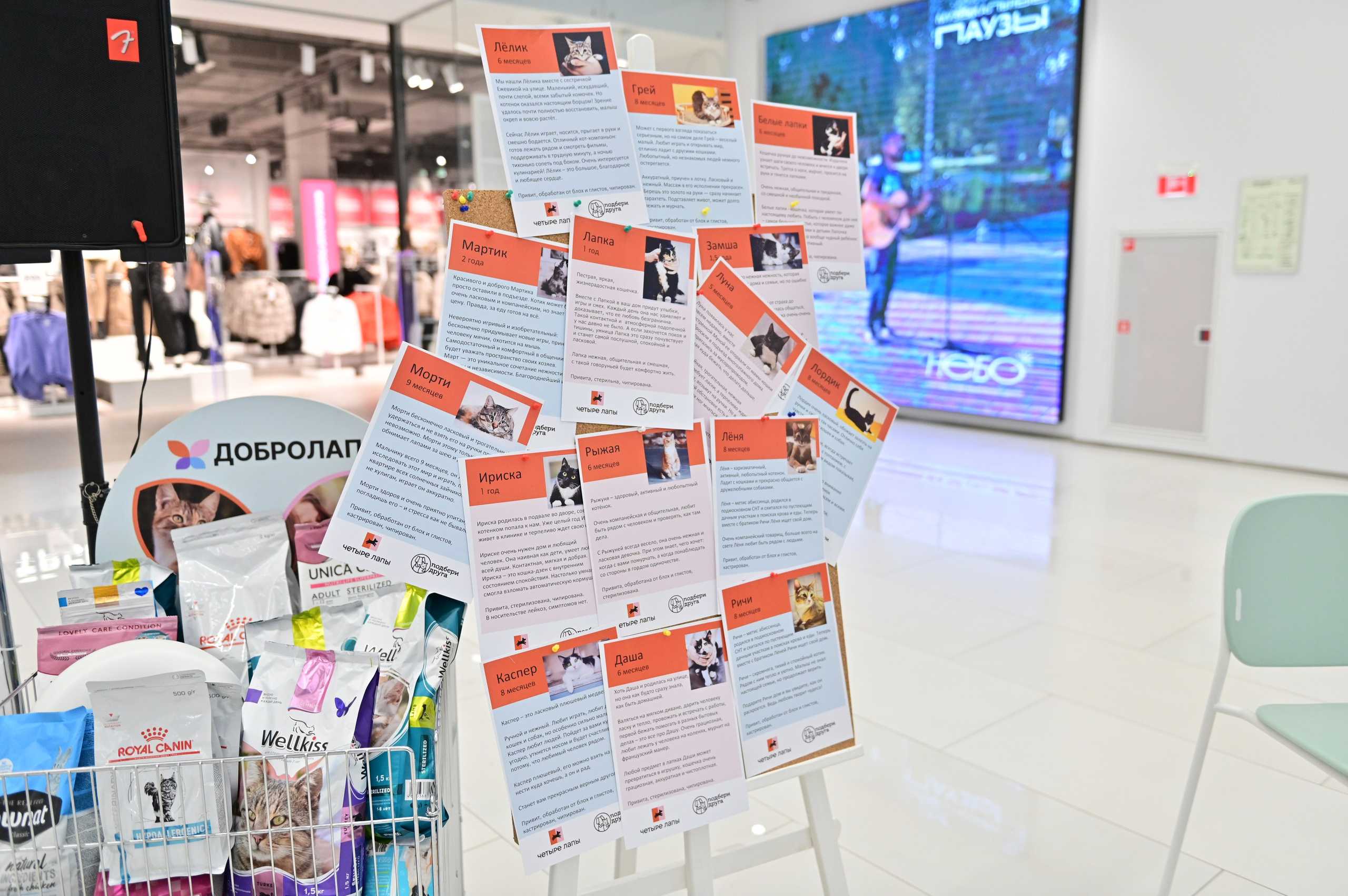 Выставка пристройство: приют «Подбери друга». Анна Пушина, фотограф, Москва, Королев, Пушкино