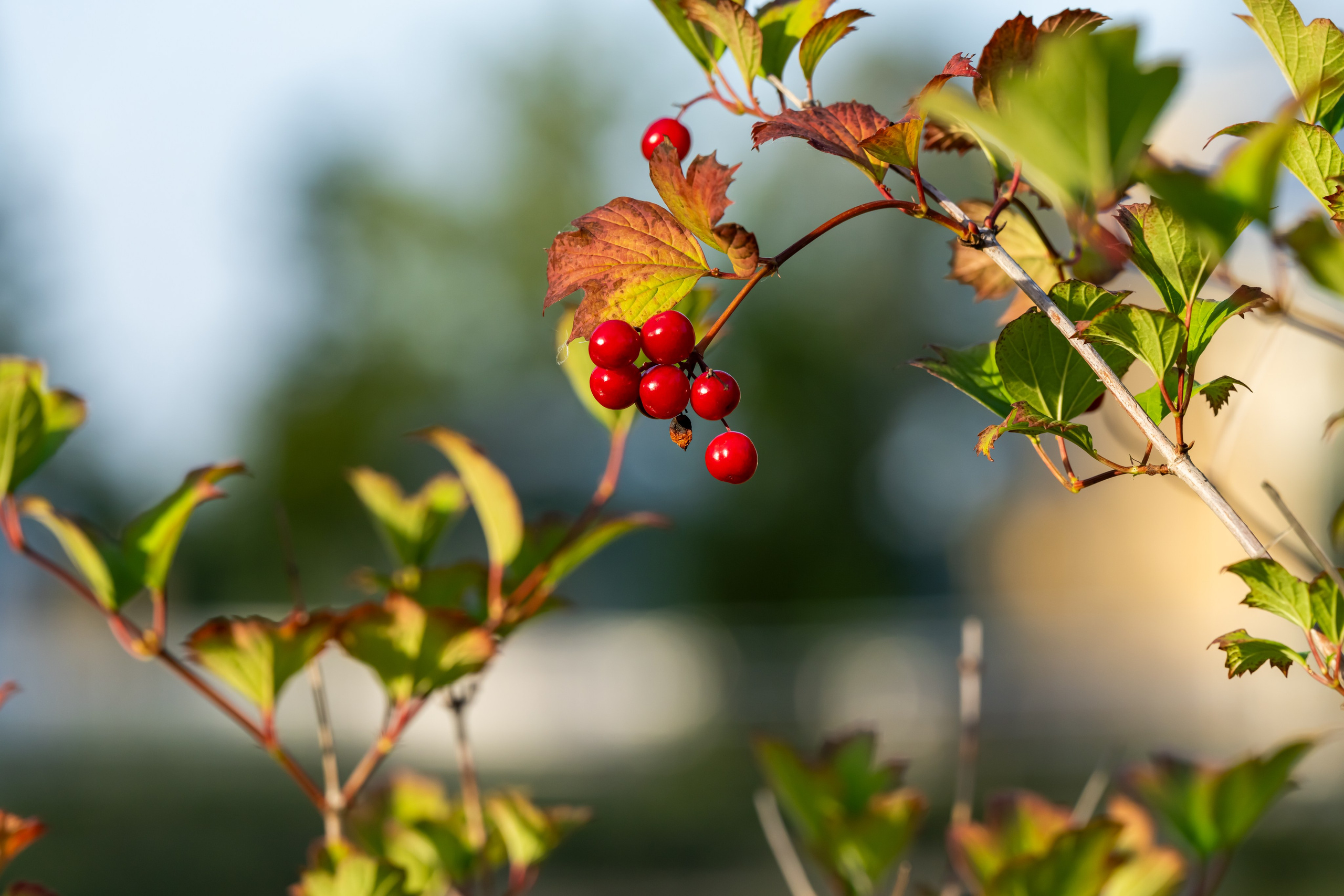 Природа в парке Монрепо