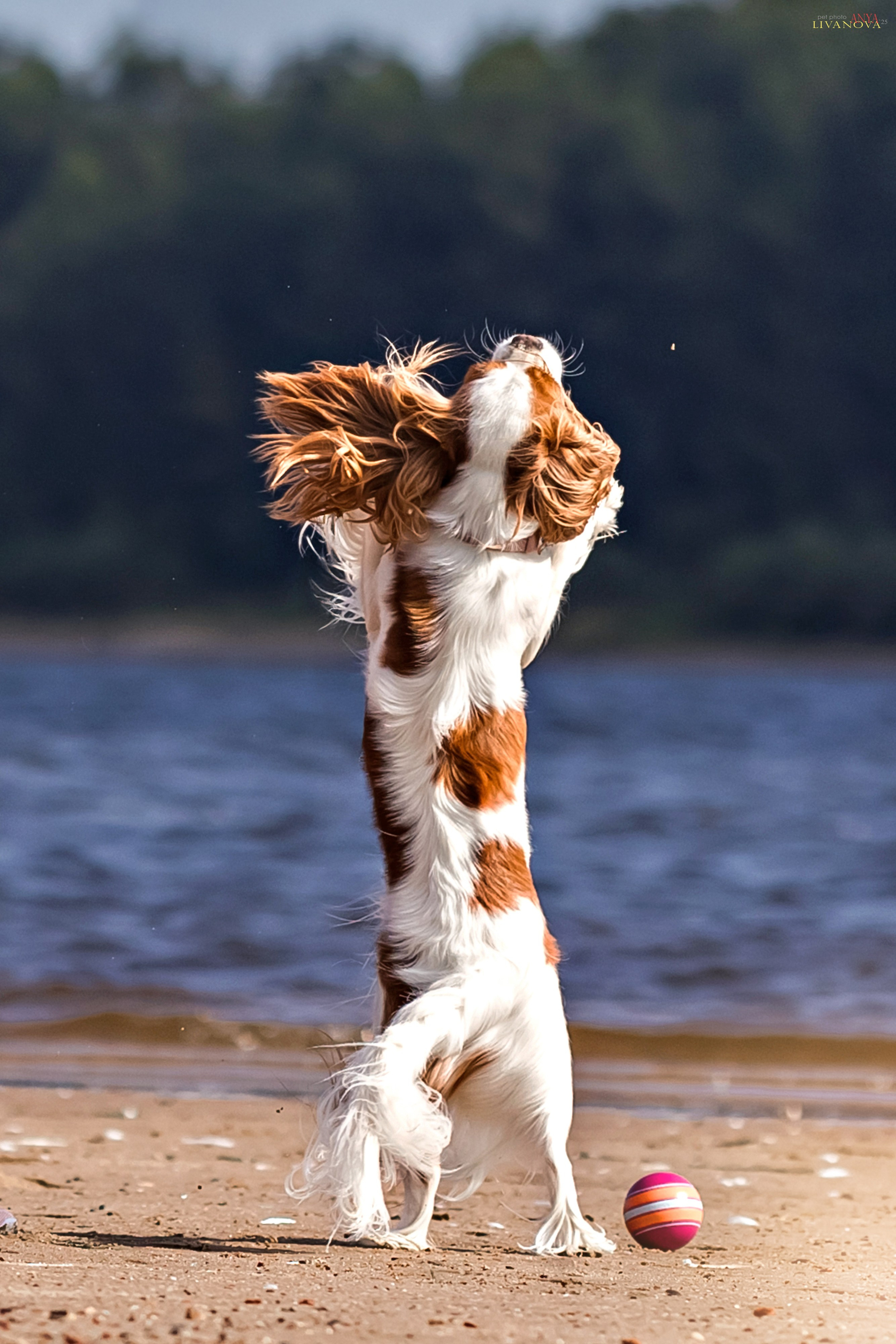 Аня и Миля. Фотограф анималист Аня Ливанова | Рыбинск