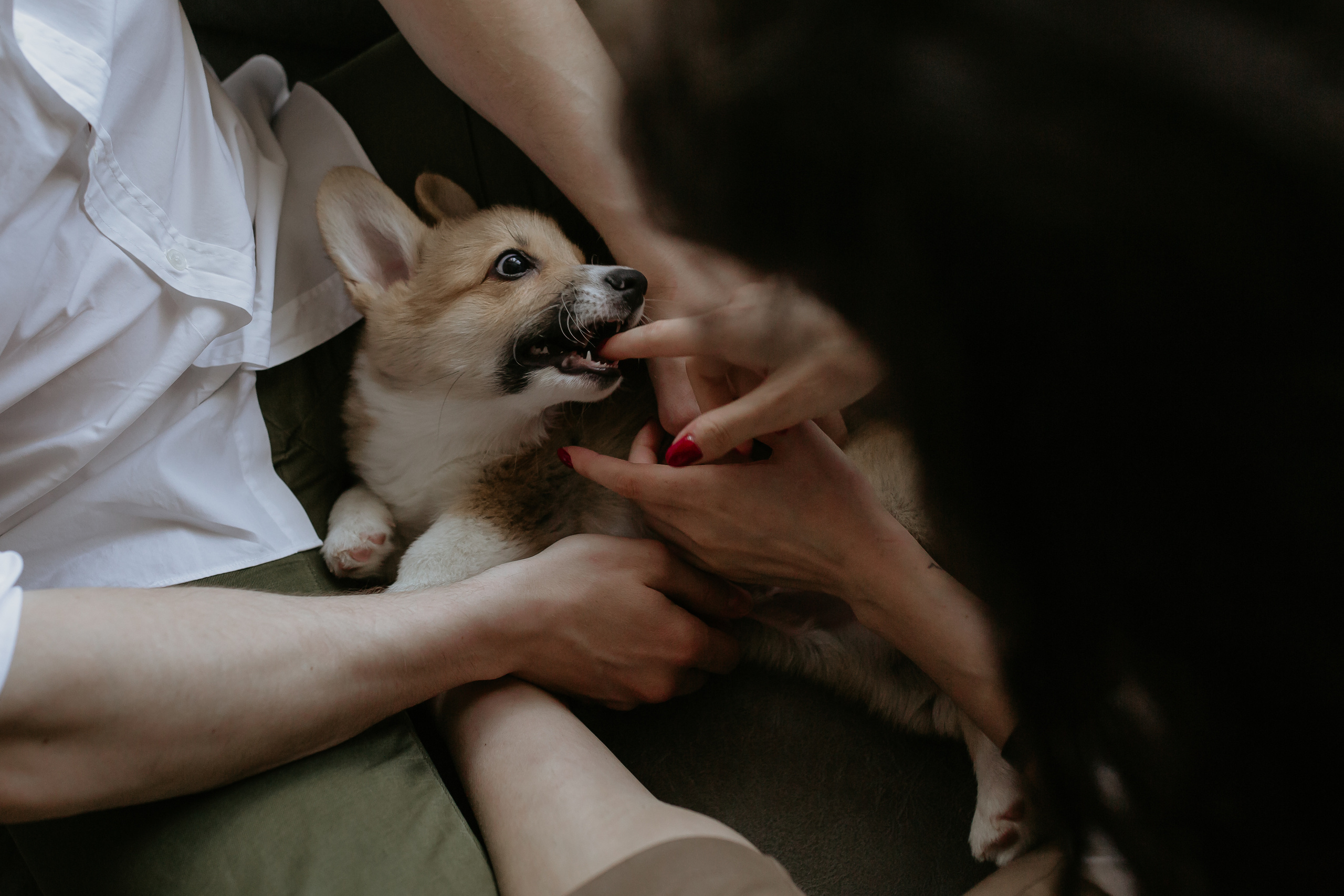 Егор и Лена + малыш Шелби. Свадебный фотограф Кирьянов Максим. Фотографирую в Москве, Коломне, Со