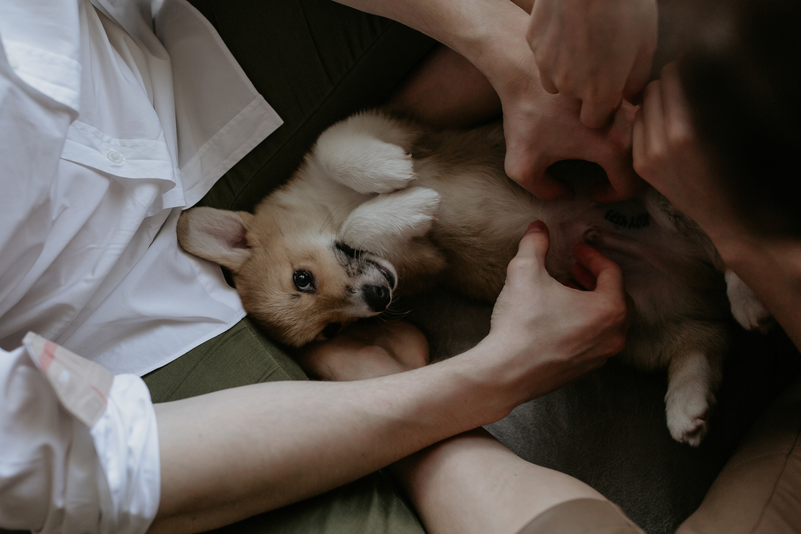 Егор и Лена + малыш Шелби. Свадебный фотограф Кирьянов Максим. Фотографирую в Москве, Коломне, Со