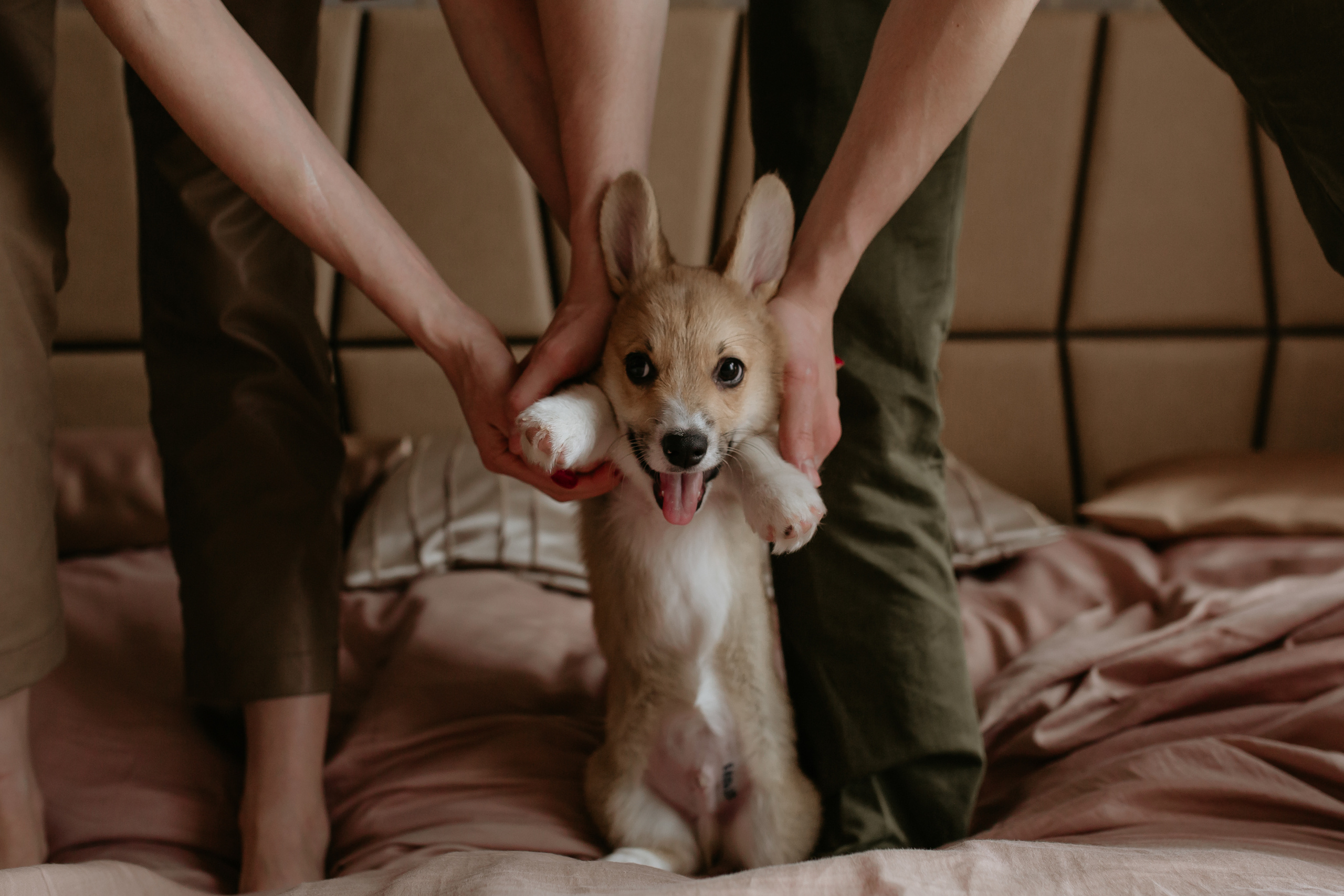 Егор и Лена + малыш Шелби. Свадебный фотограф Кирьянов Максим. Фотографирую в Москве, Коломне, Со