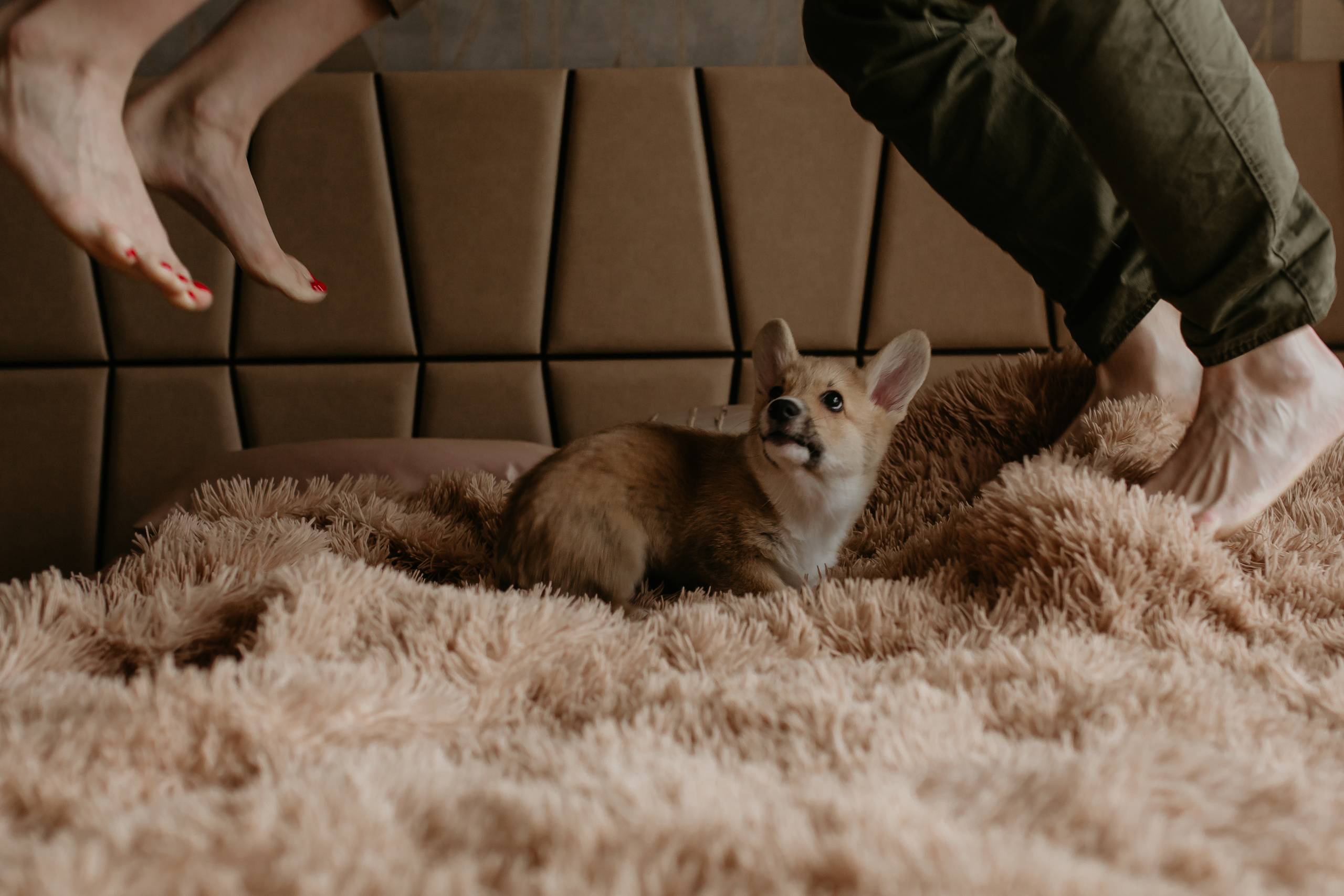 Егор и Лена + малыш Шелби. Свадебный фотограф Кирьянов Максим. Фотографирую в Москве, Коломне, Со