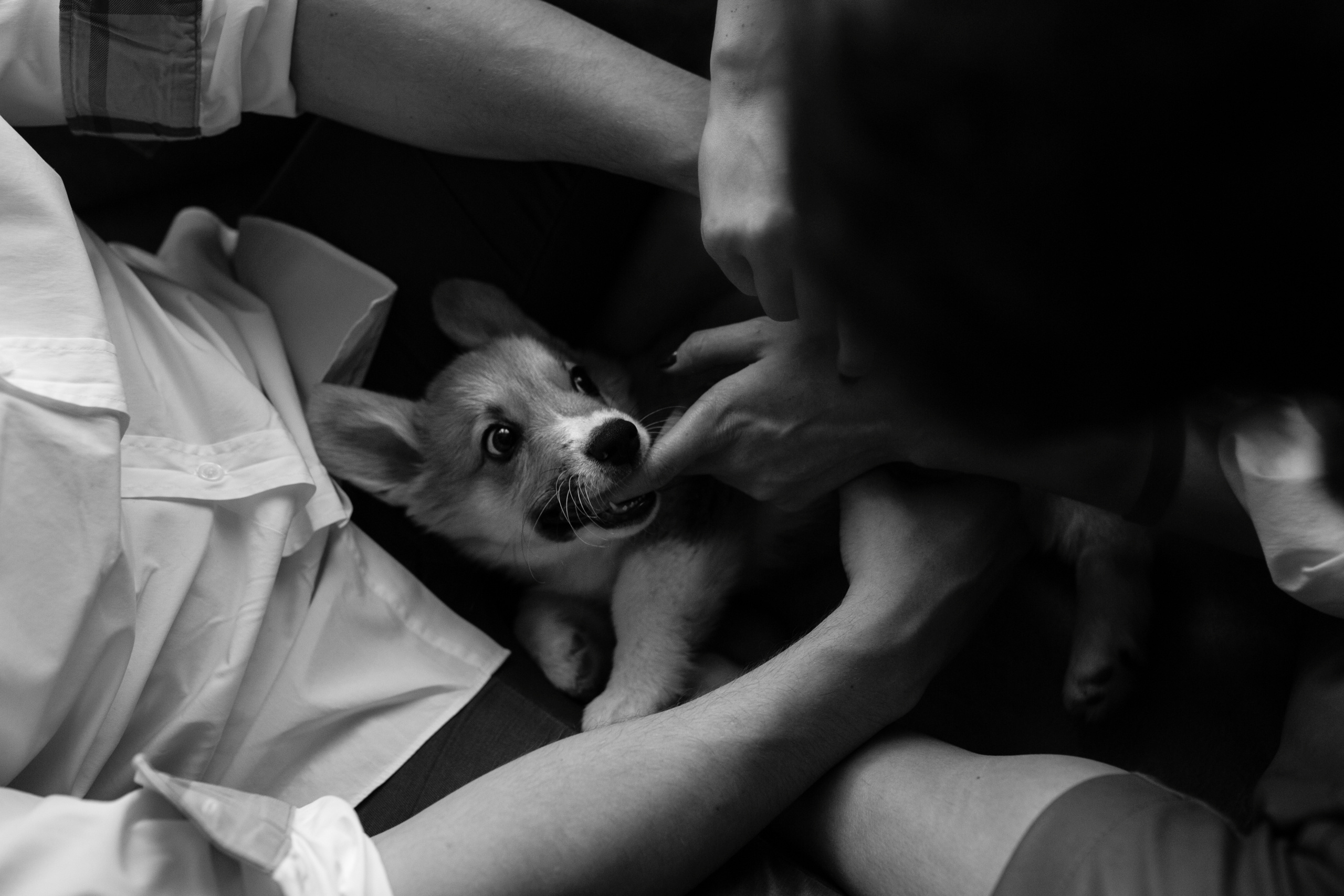 Егор и Лена + малыш Шелби. Свадебный фотограф Кирьянов Максим. Фотографирую в Москве, Коломне, Со