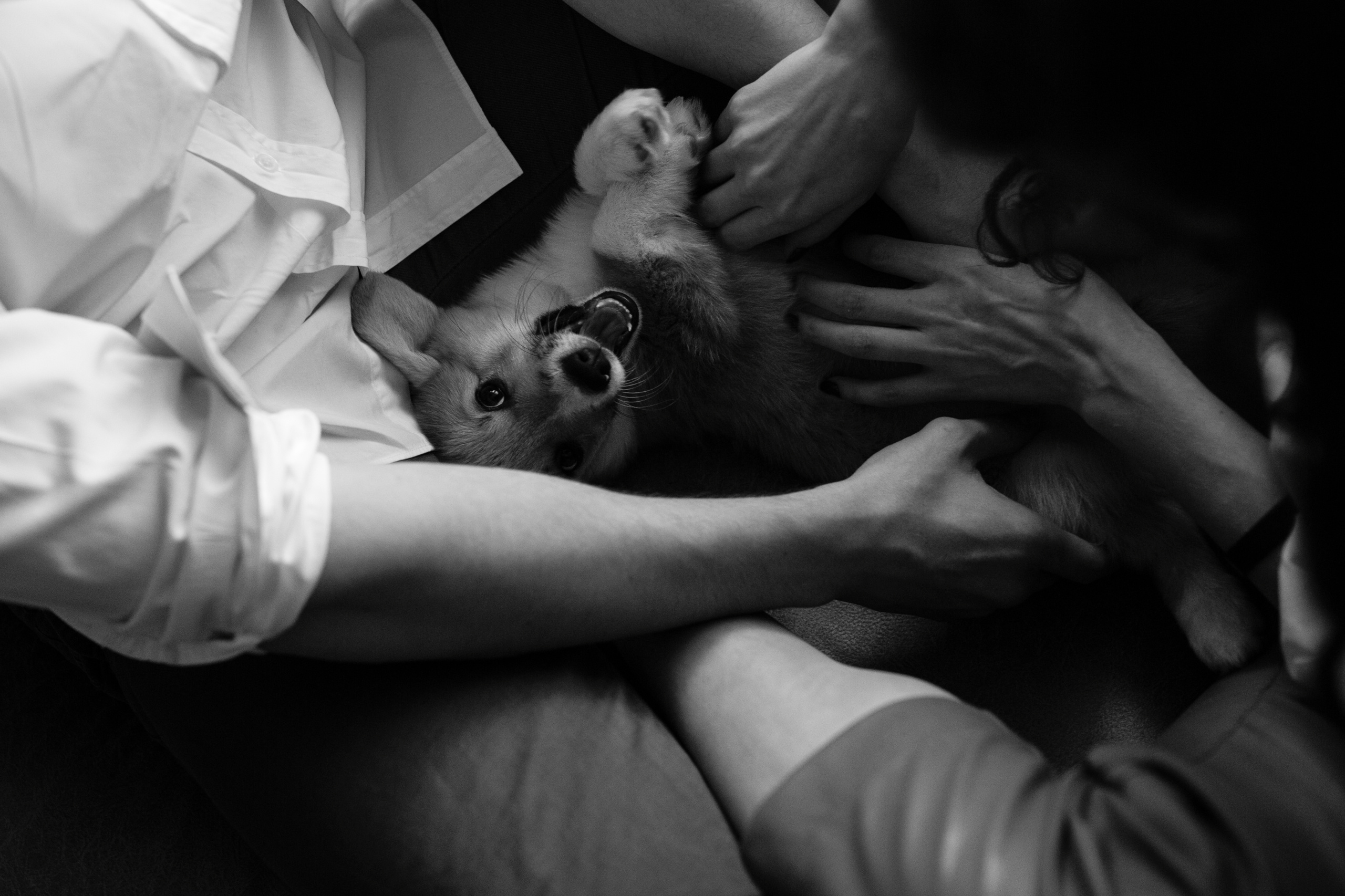 Егор и Лена + малыш Шелби. Свадебный фотограф Кирьянов Максим. Фотографирую в Москве, Коломне, Со