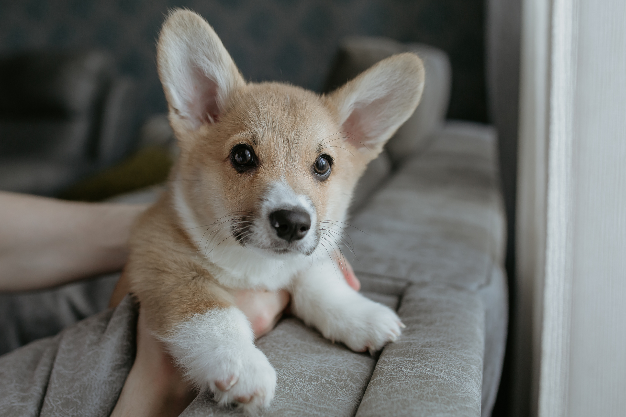 Егор и Лена + малыш Шелби. Свадебный фотограф Кирьянов Максим. Фотографирую в Москве, Коломне, Со