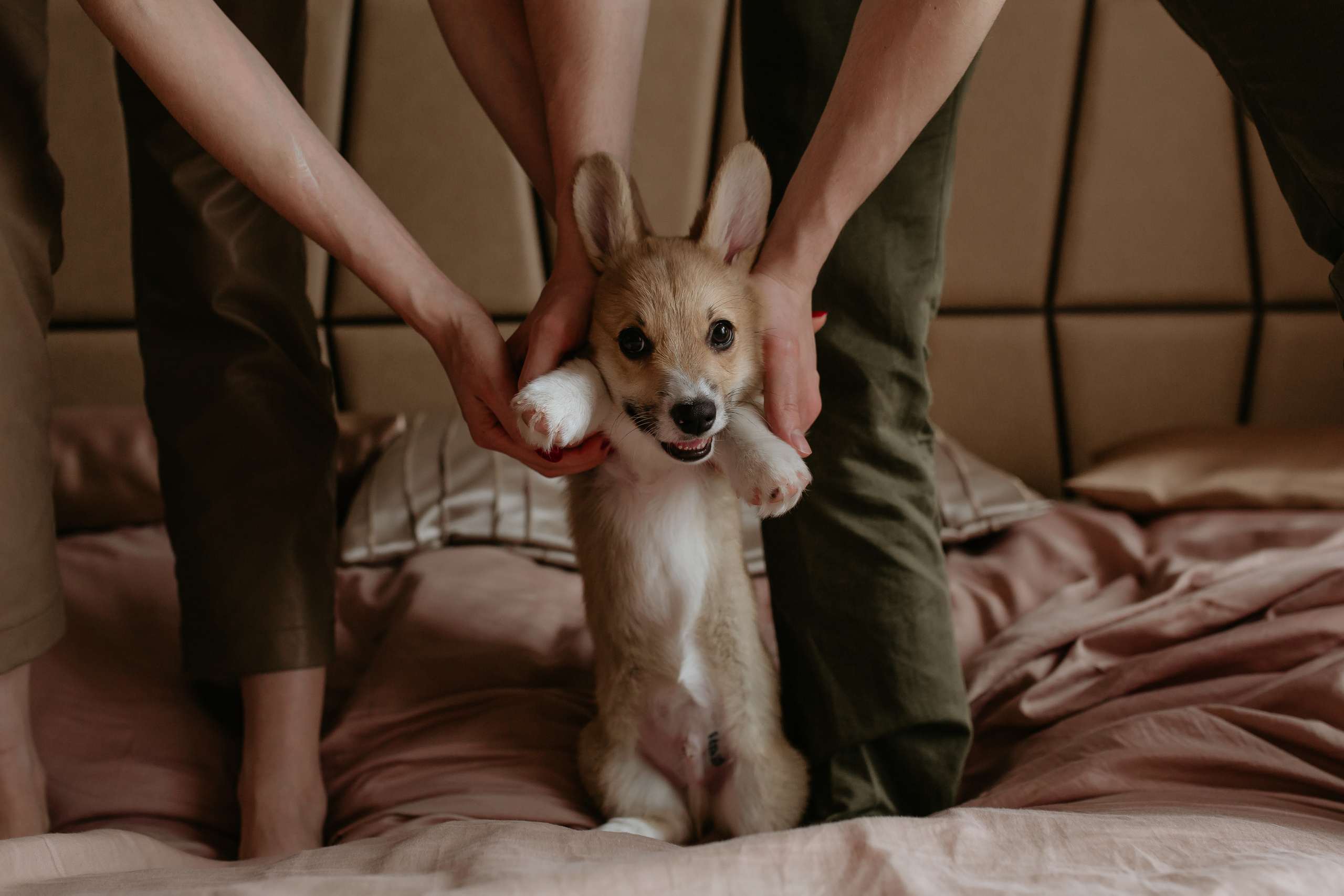 Егор и Лена + малыш Шелби. Свадебный фотограф Кирьянов Максим. Фотографирую в Москве, Коломне, Со