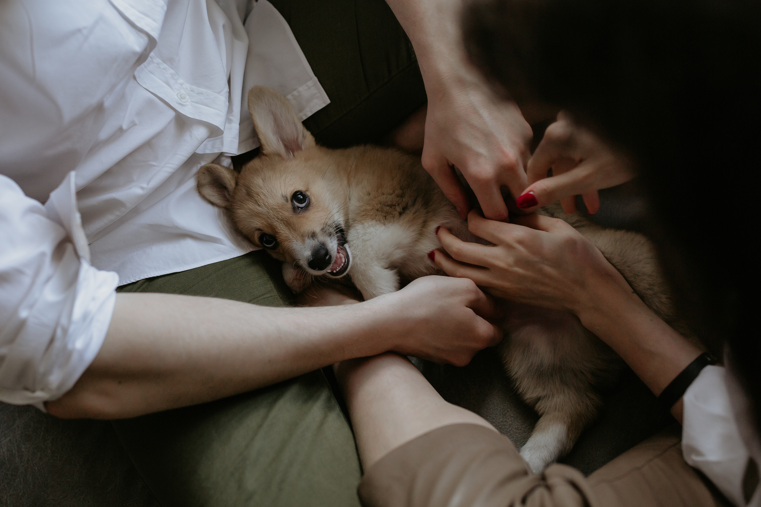 Егор и Лена + малыш Шелби. Свадебный фотограф Кирьянов Максим. Фотографирую в Москве, Коломне, Со