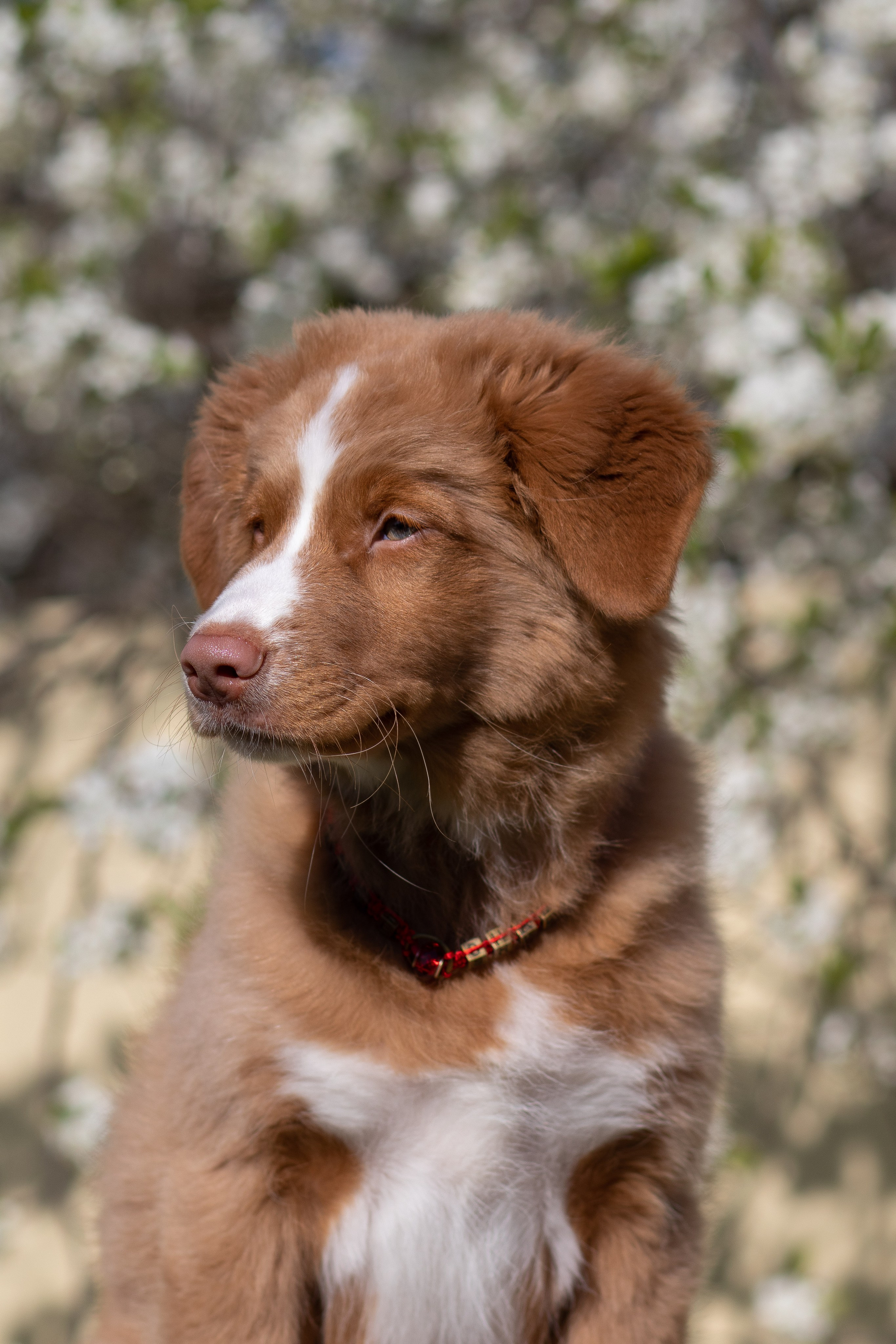 Новошотландский ретривер. Юлия Микульская. Рыбинск