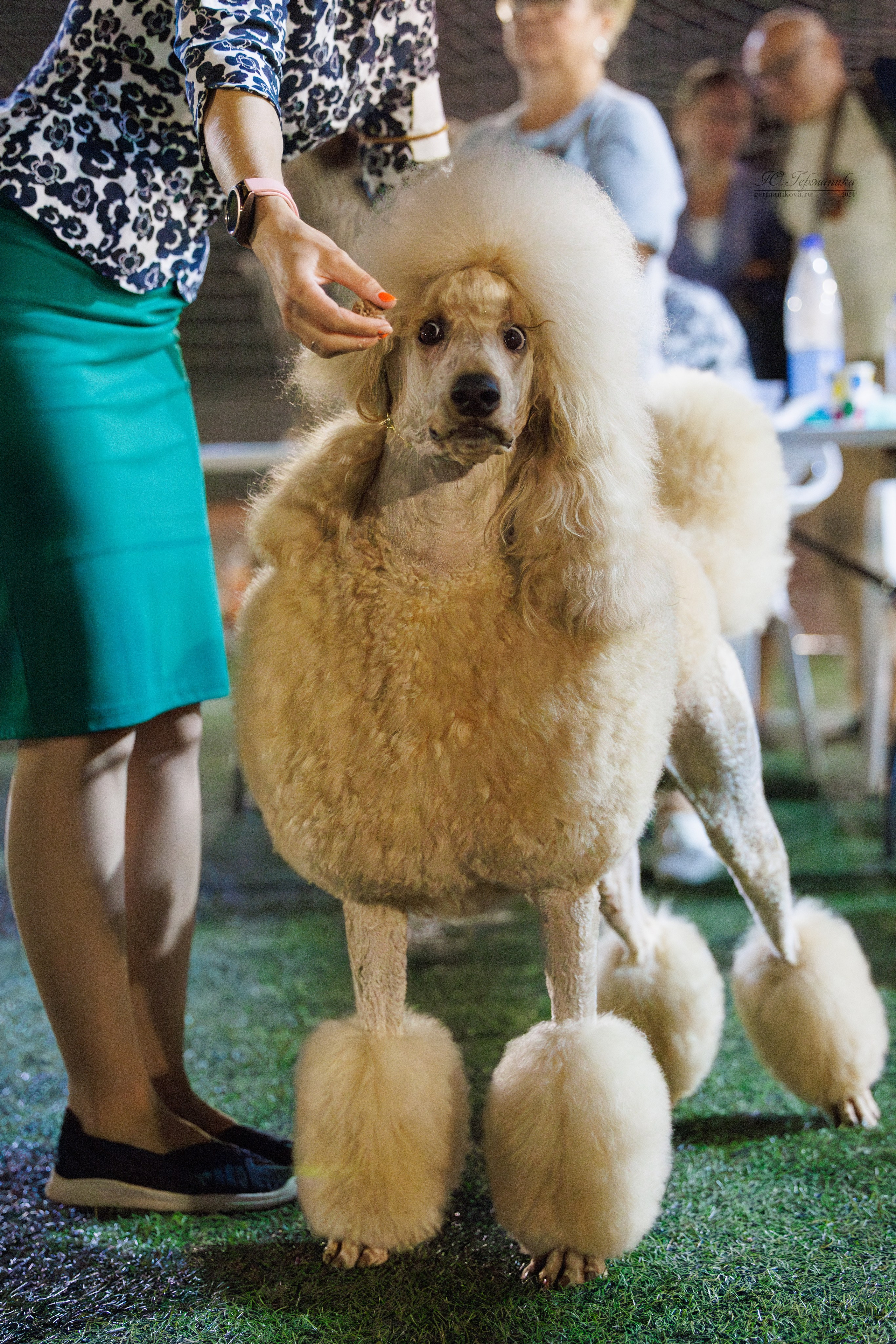 Волгоград 2-4.08.2024. Фотограф-анималист Юлия Германика