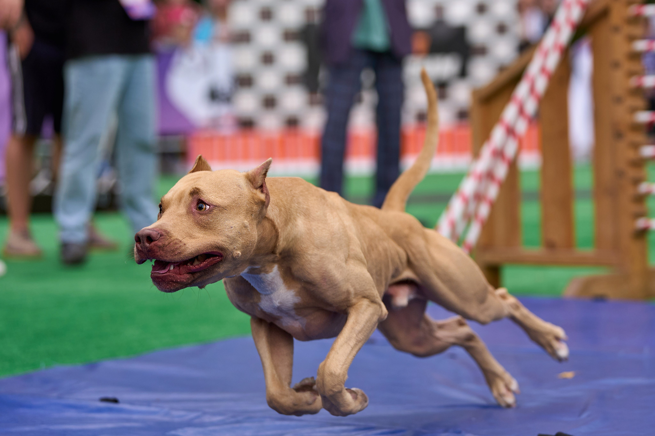4 лапы Фест. Многоборье. Фотограф-анималист Михаил Манухин
