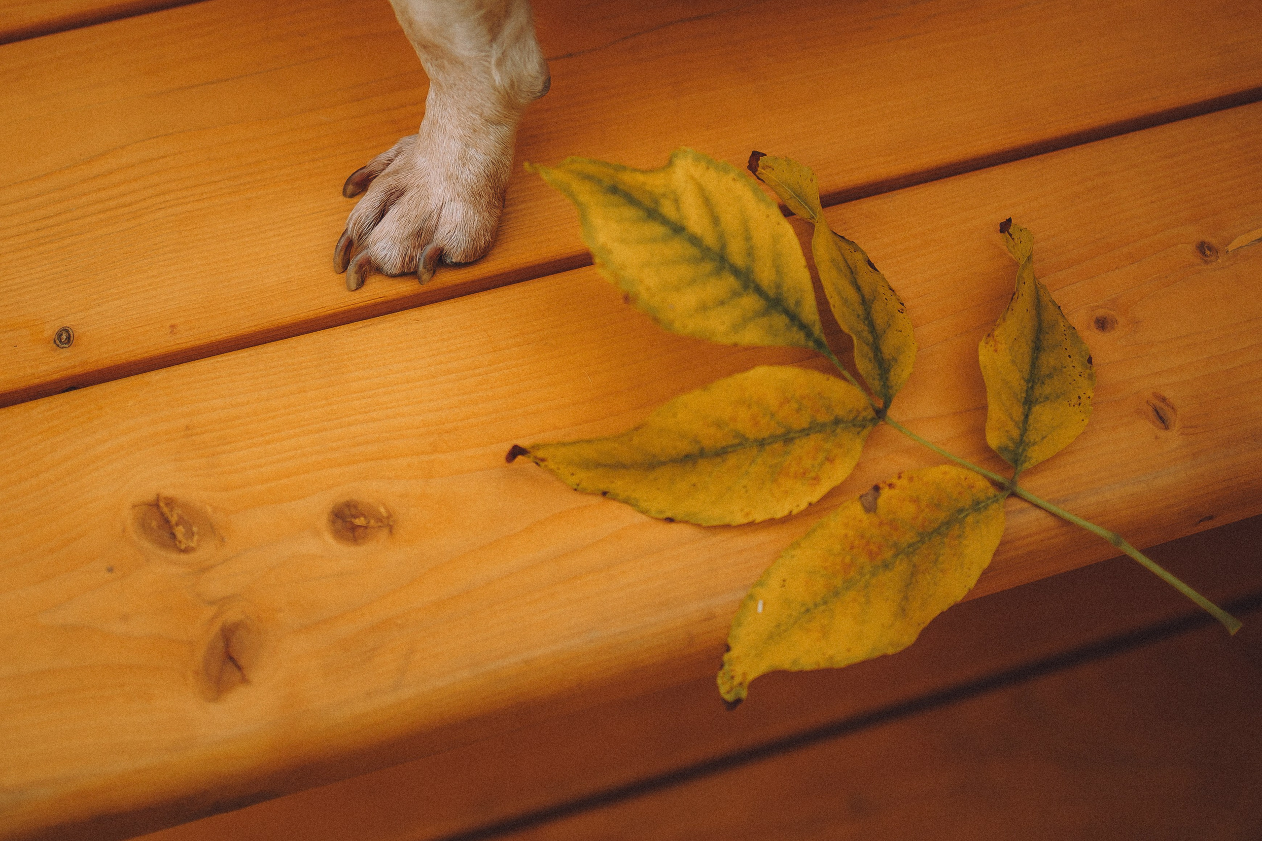 Антонина и Амиша