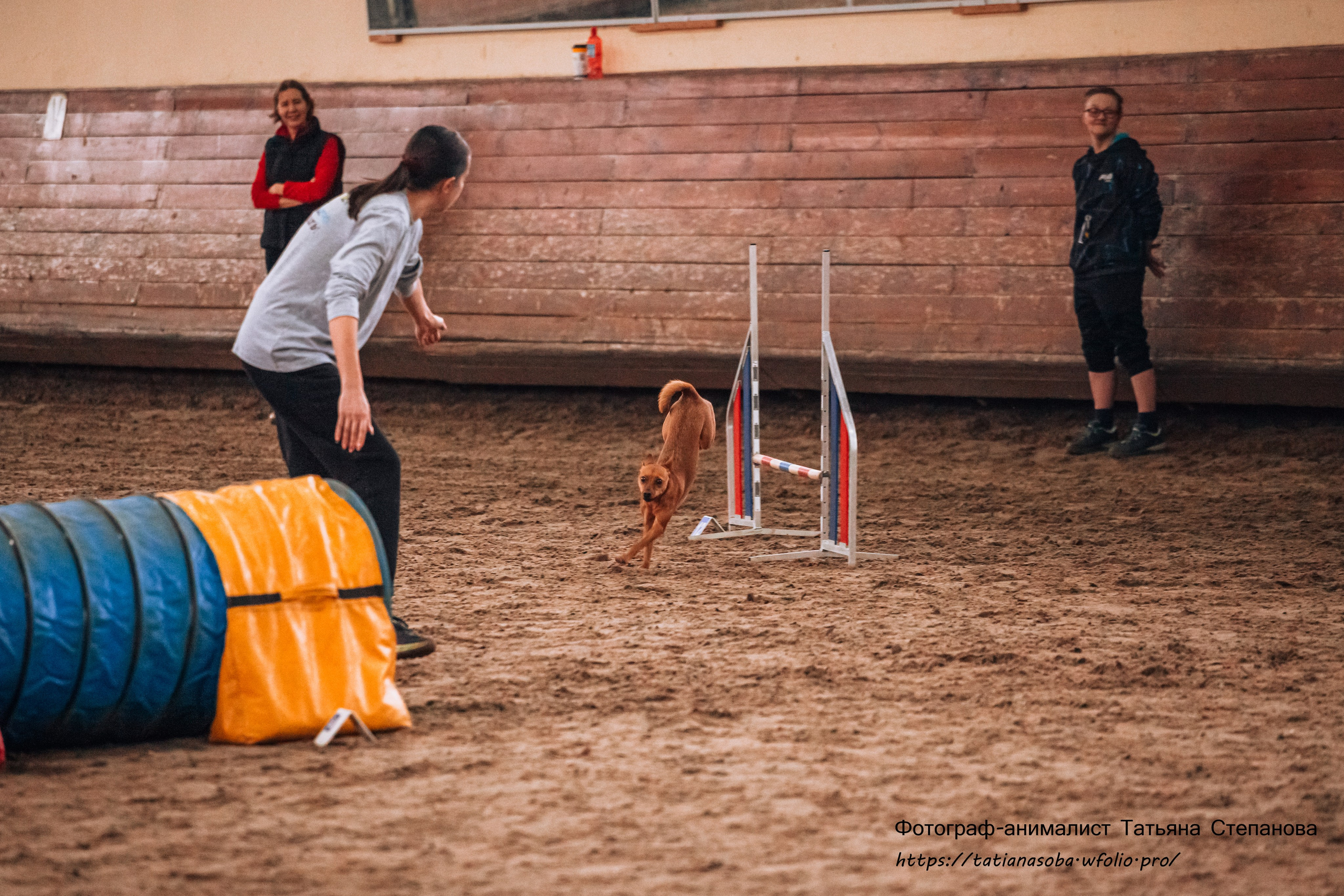 Соревнования по Аджилити 25.02.2024. Фотограф-анималист Татьяна Степанова