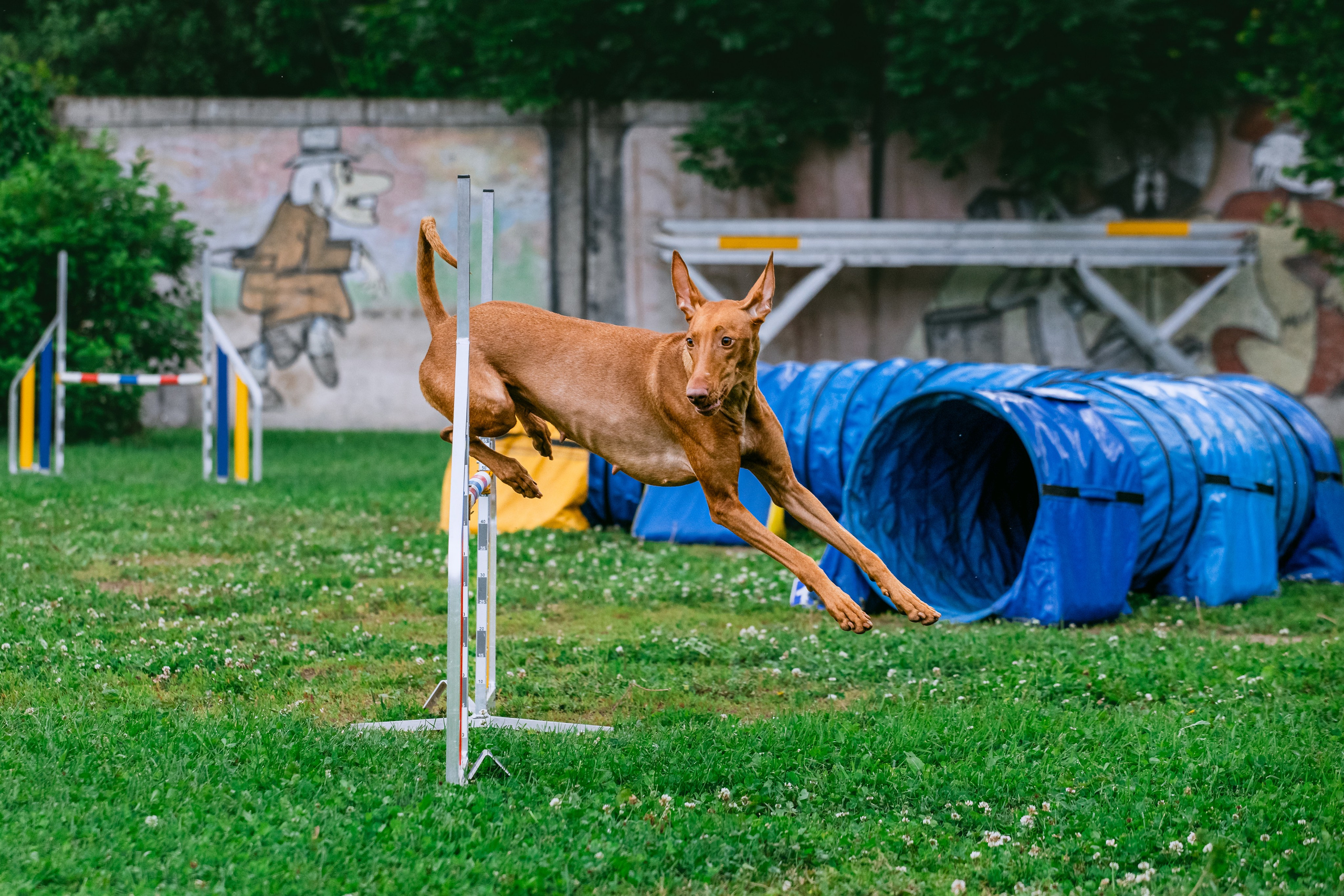 Соревнования по аджилити Долгопрудный 30.06.2025. Фотограф-анималист Татьяна Степанова
