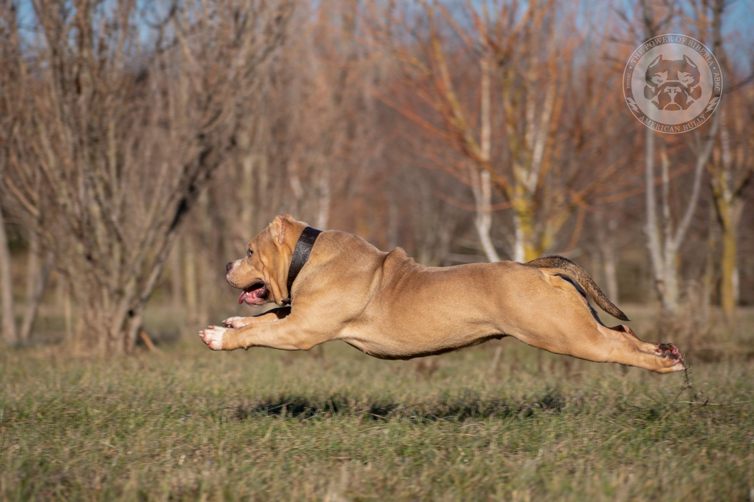 официальный питомник Американских булли в Сургуте
