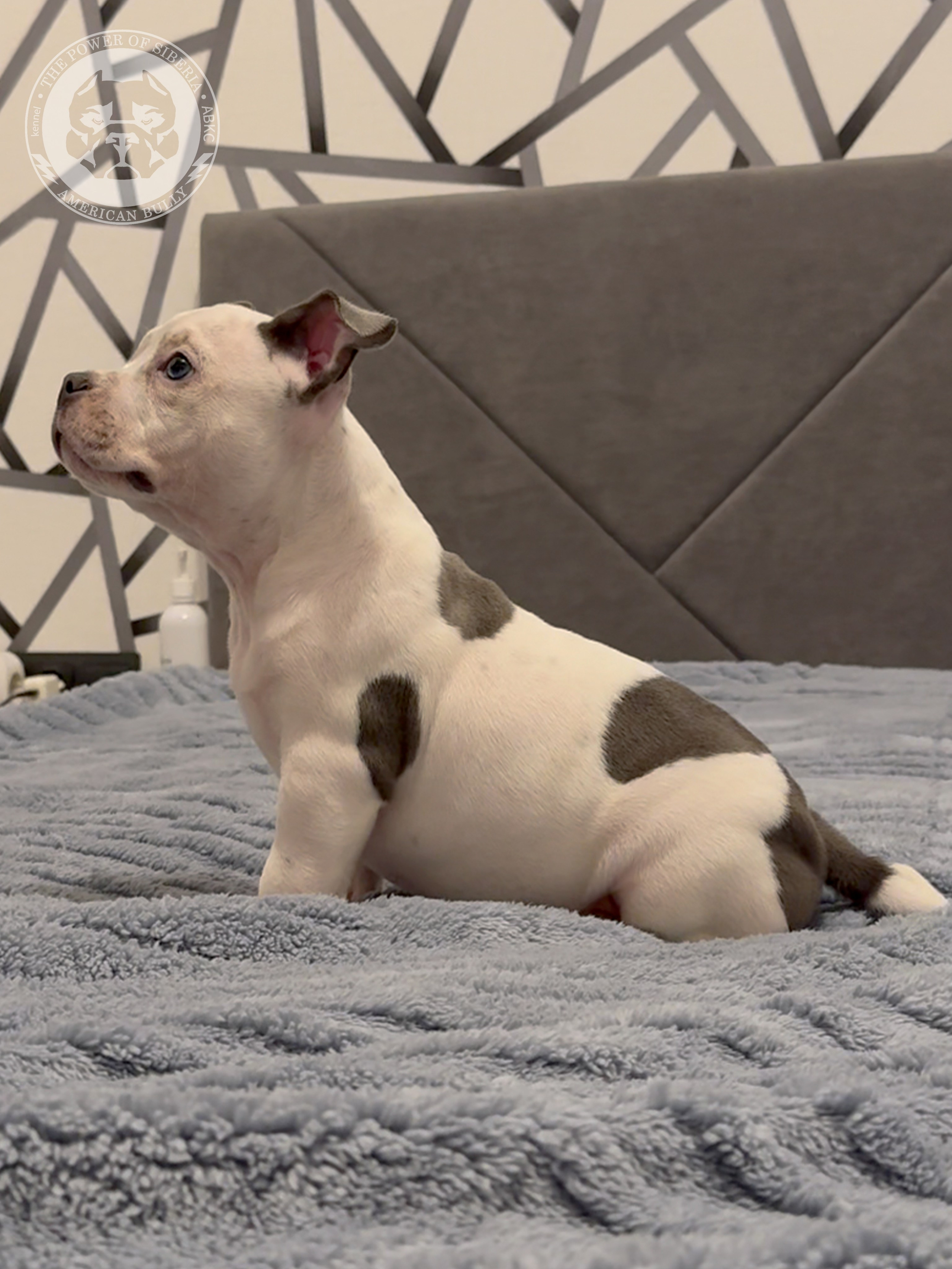 Свободные щенки Американский Булли, в типах покет, классик, стандарт. Американский Булли в г. Ростов-на-Дону. Питомник THE POWER OF SIBERIA