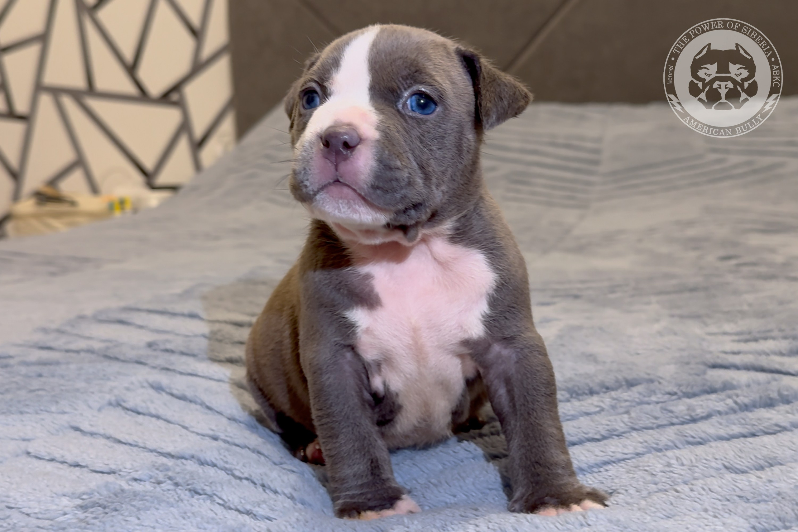 Свободные щенки Американский Булли стандарт и Свободные щенки Американский Булли классик. Американский Булли в г. Ростов-на-Дону. Питомник THE POWER OF SIBERIA