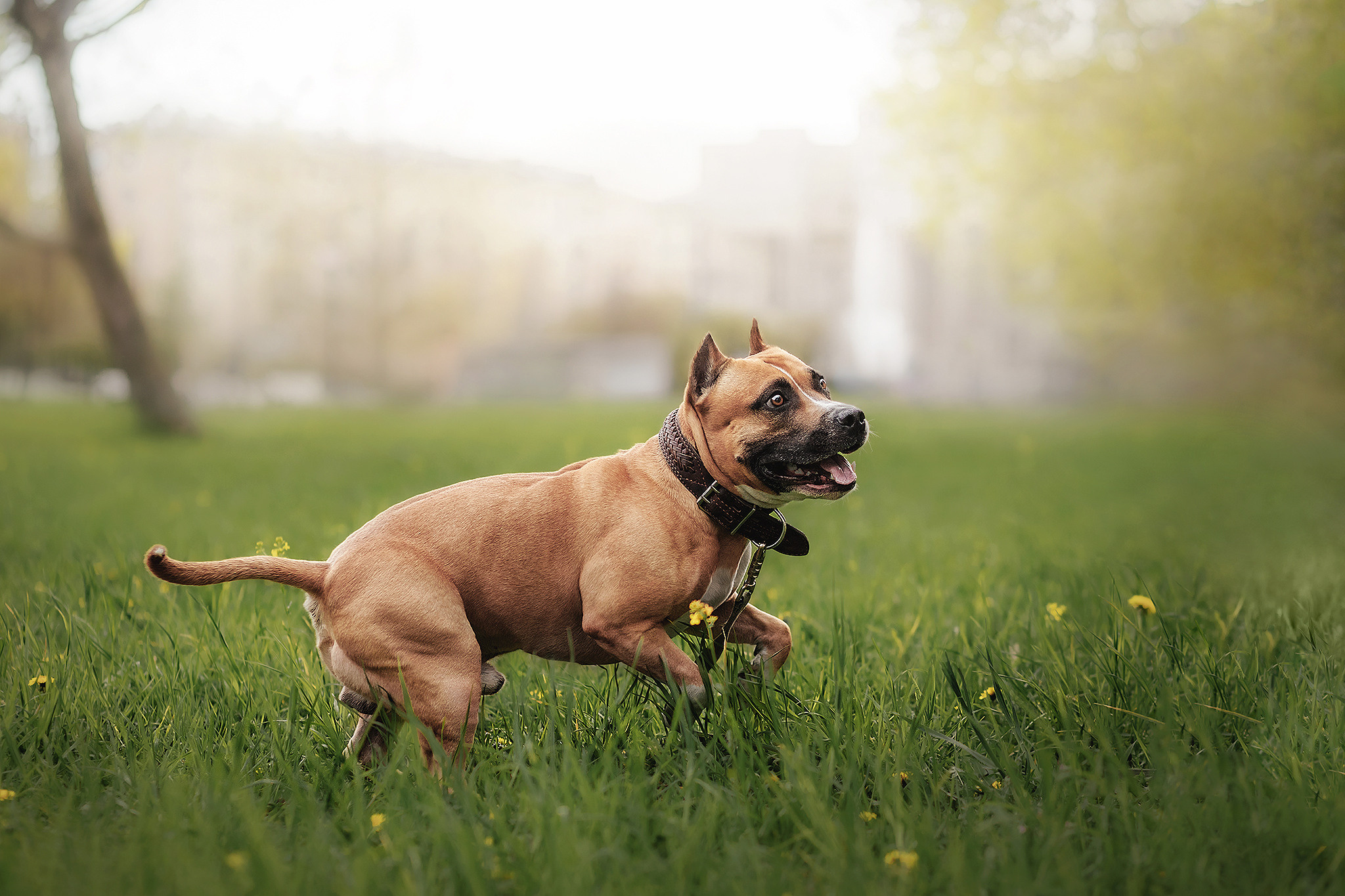 Аня и Брюс. Фотограф-анималист • love-story • Санкт-Петербург