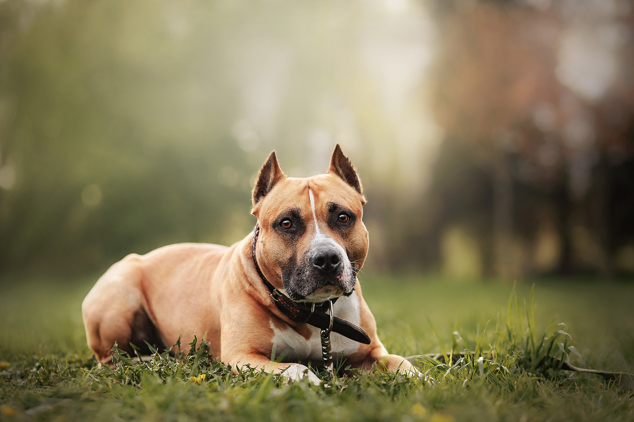Аня и Брюс. Фотограф-анималист • love-story • Санкт-Петербург