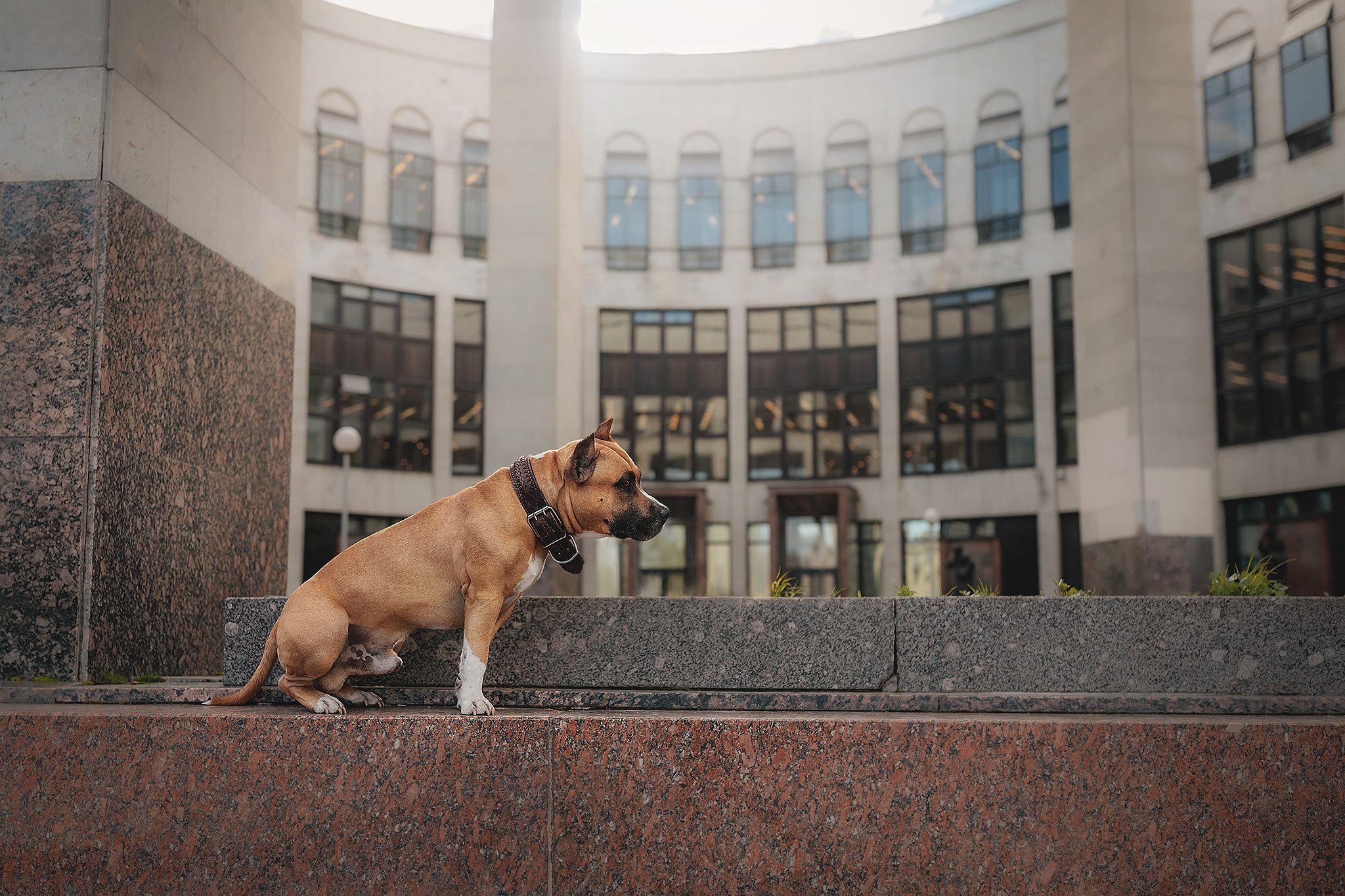 Аня и Брюс. Фотограф-анималист • love-story • Санкт-Петербург