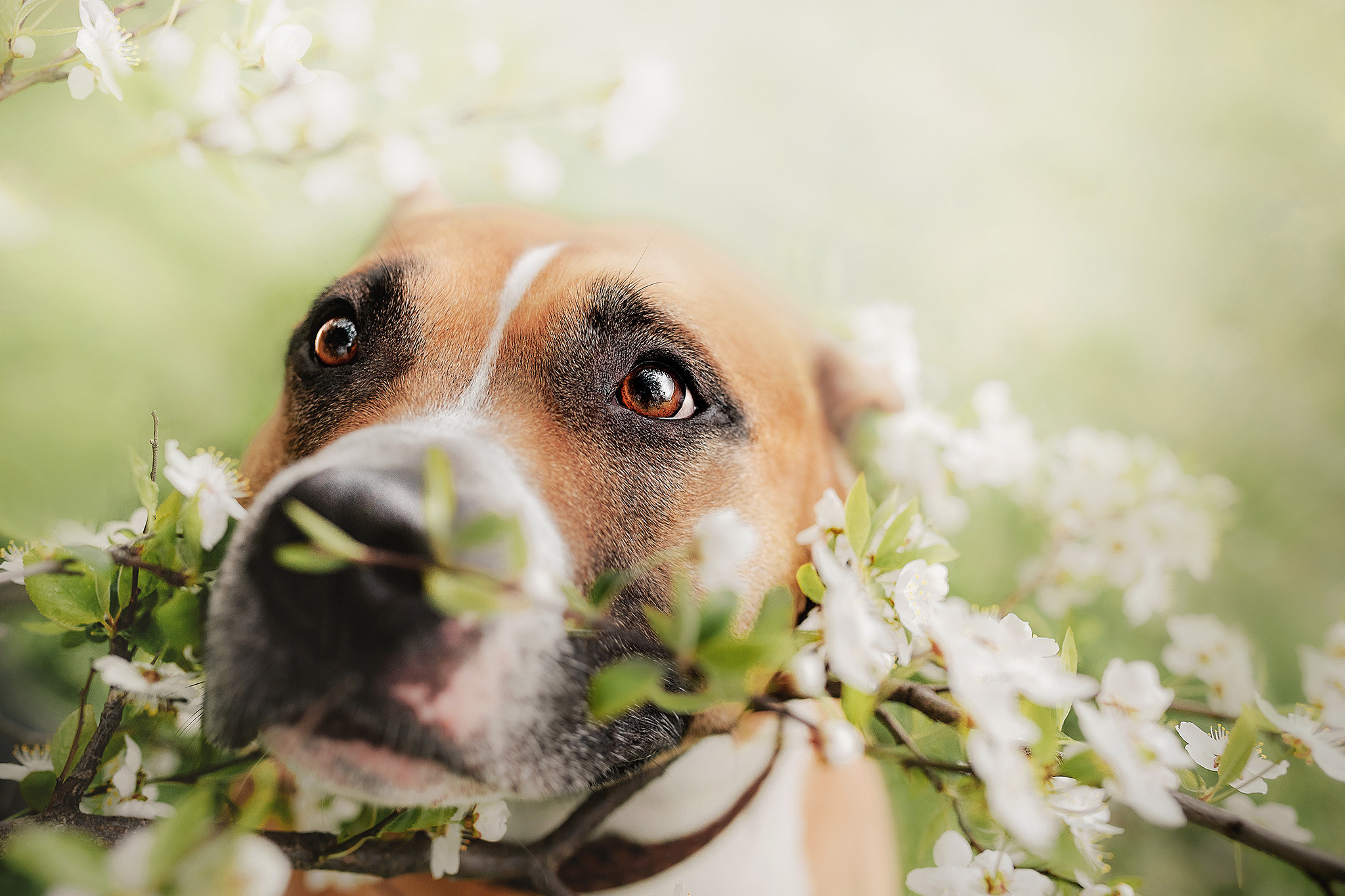 Аня и Брюс. Фотограф-анималист • love-story • Санкт-Петербург