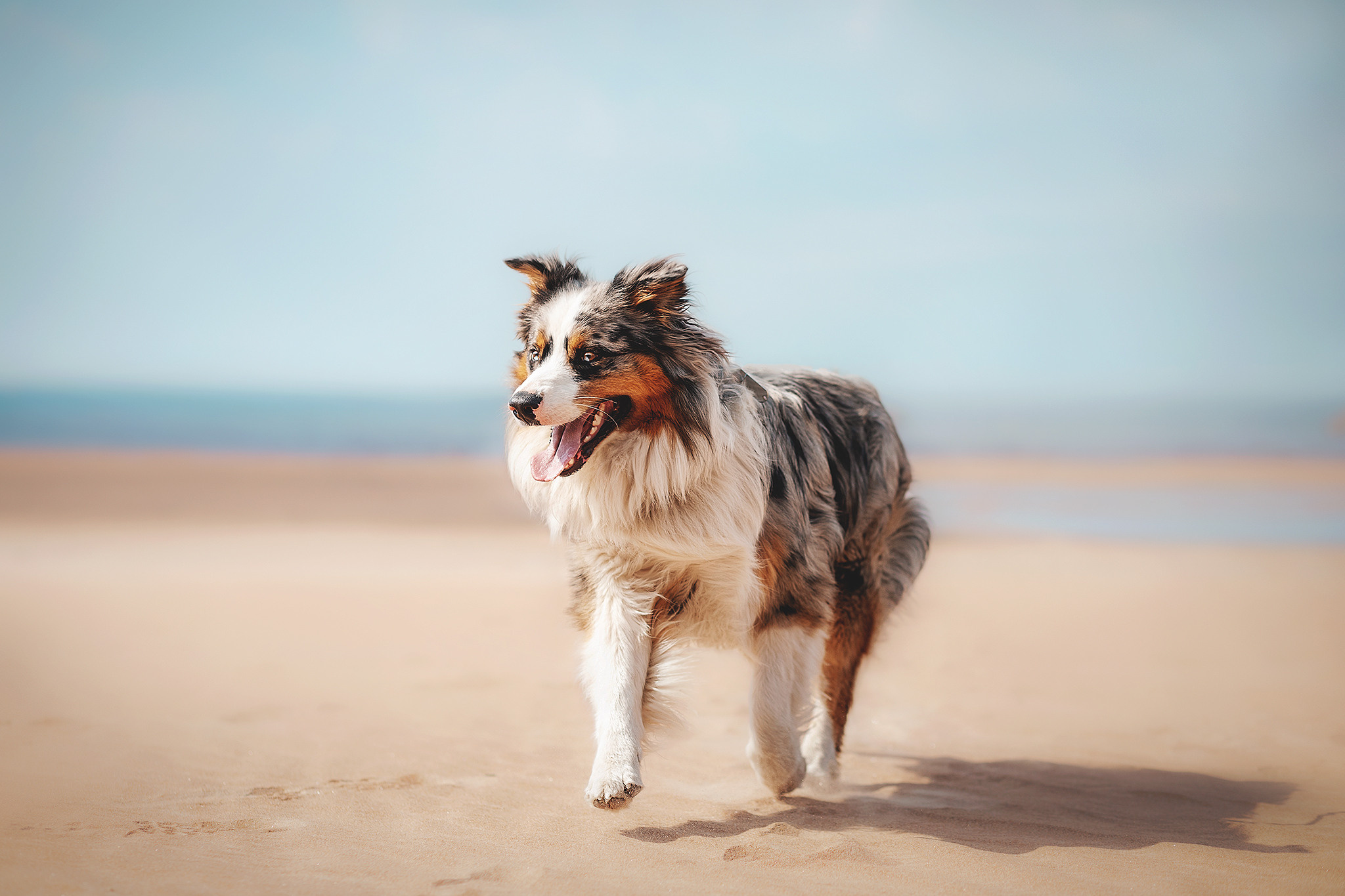 Семейная. Фотограф-анималист • love-story • Санкт-Петербург