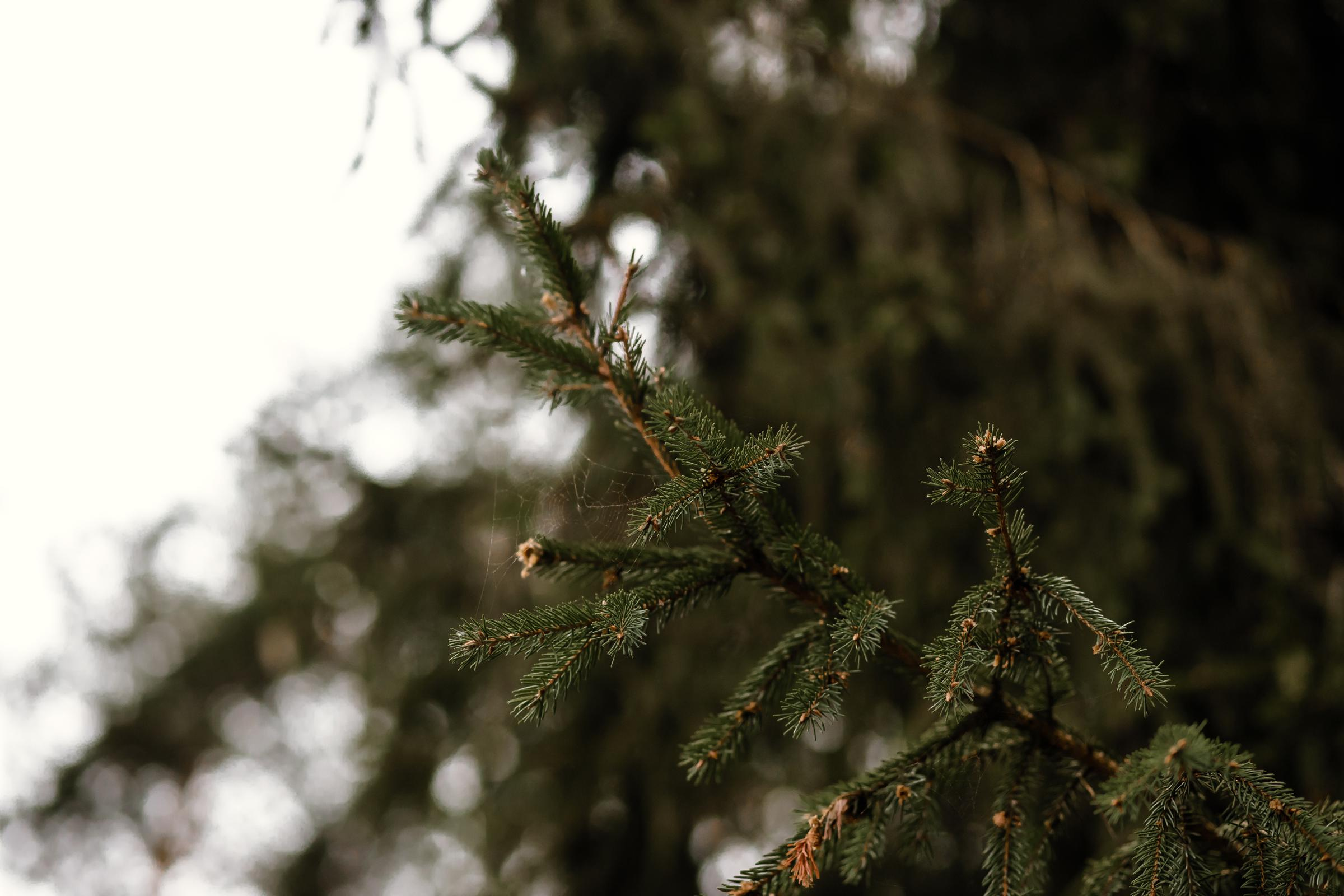 Саша + Катя. Wedband.by Свадебный фотограф Анатолий Матюшонок