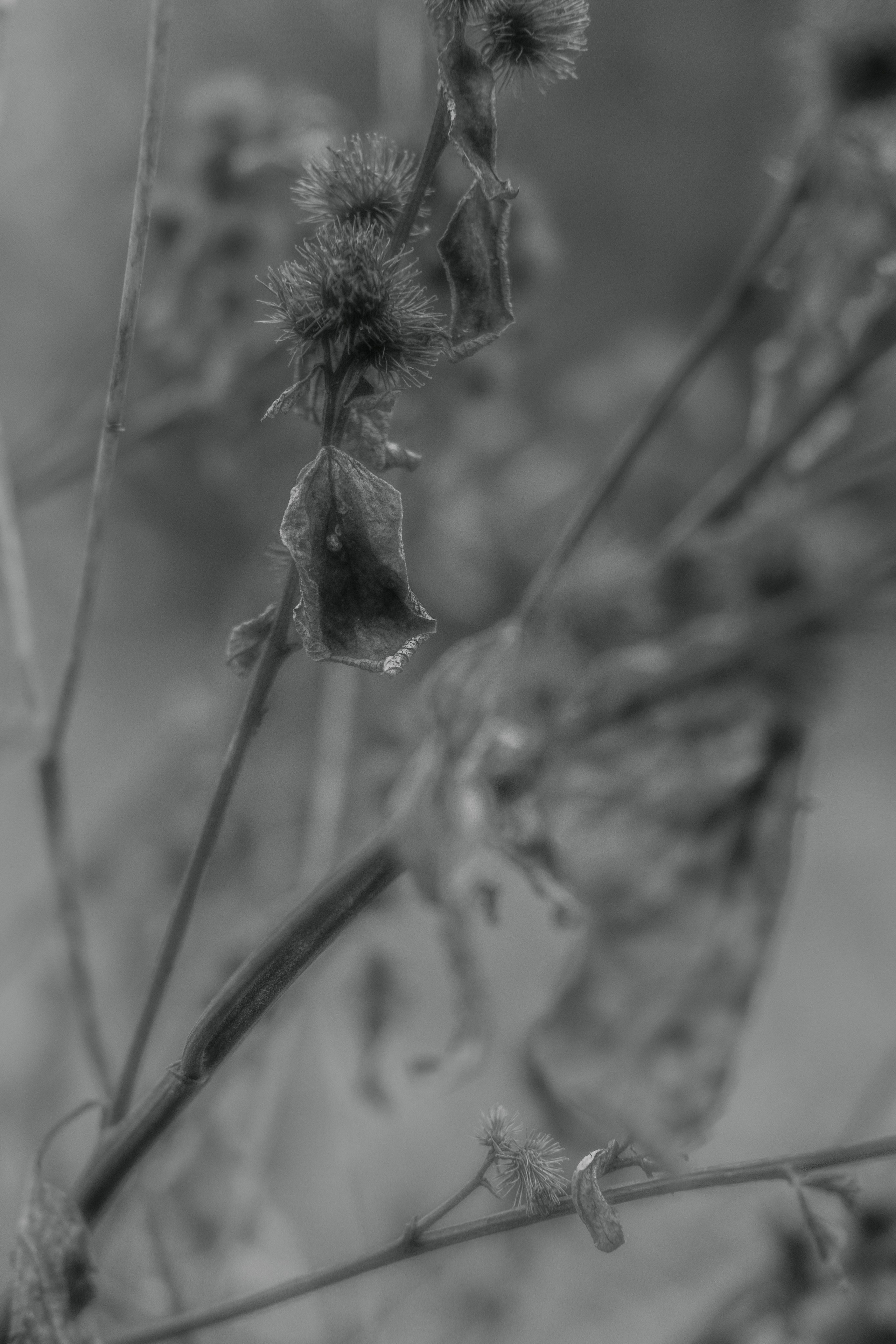 DEATHBED. Фотограф Вадим Бодылев