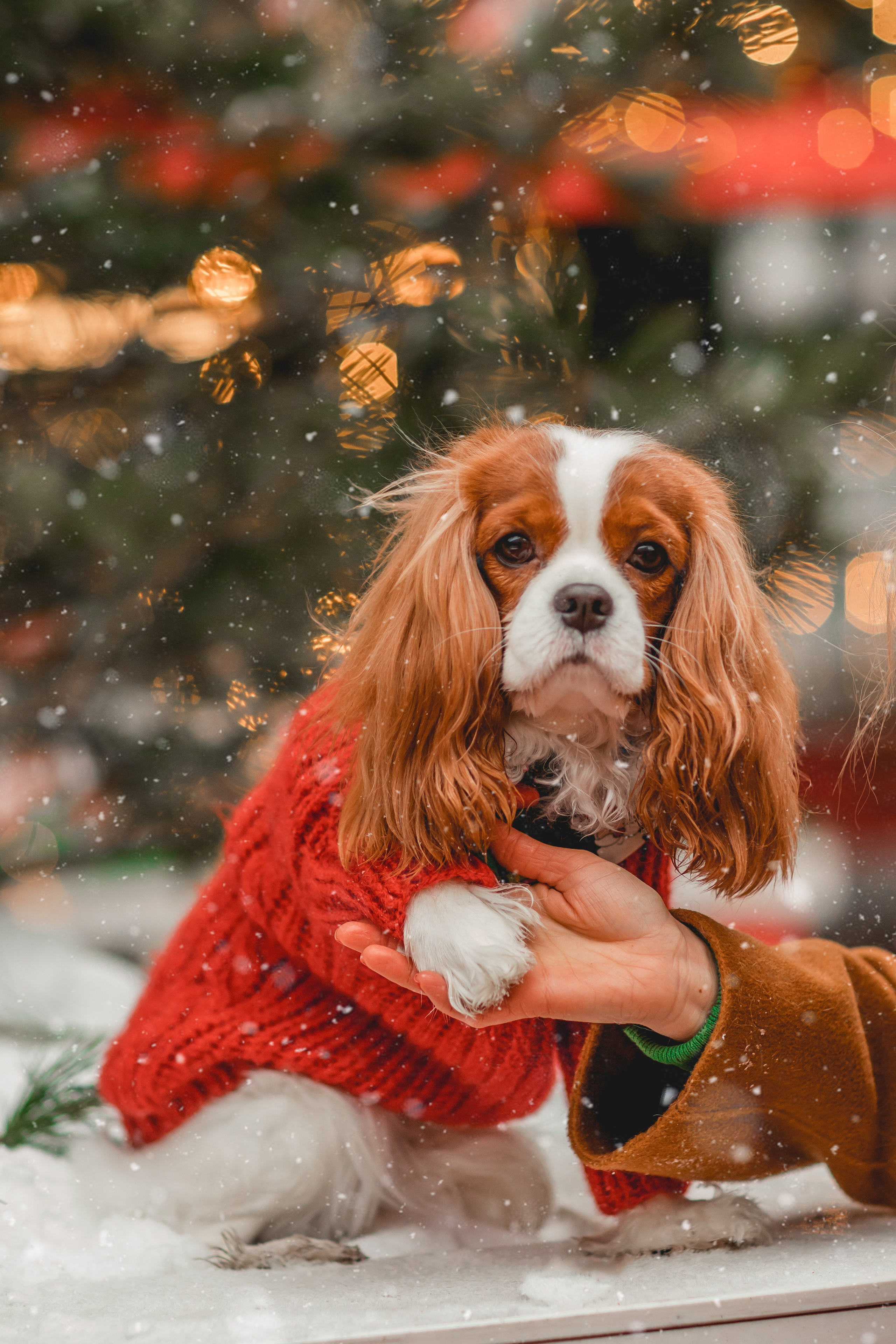 Татьяна и Хэппи. Семейный фотограф анималист Мария Крючкова