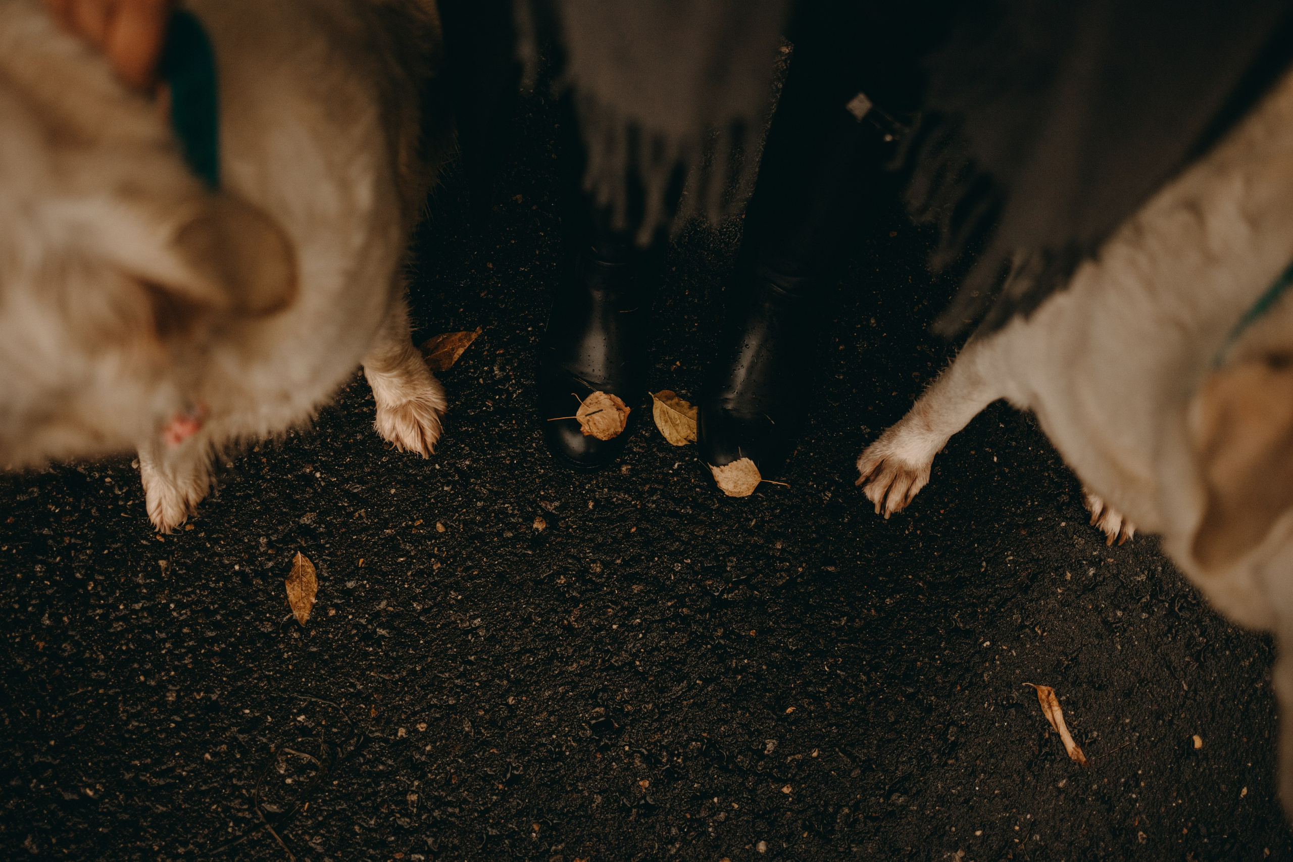 Женя и ее девочки. Фотограф — Анималист | Санкт-Петербург