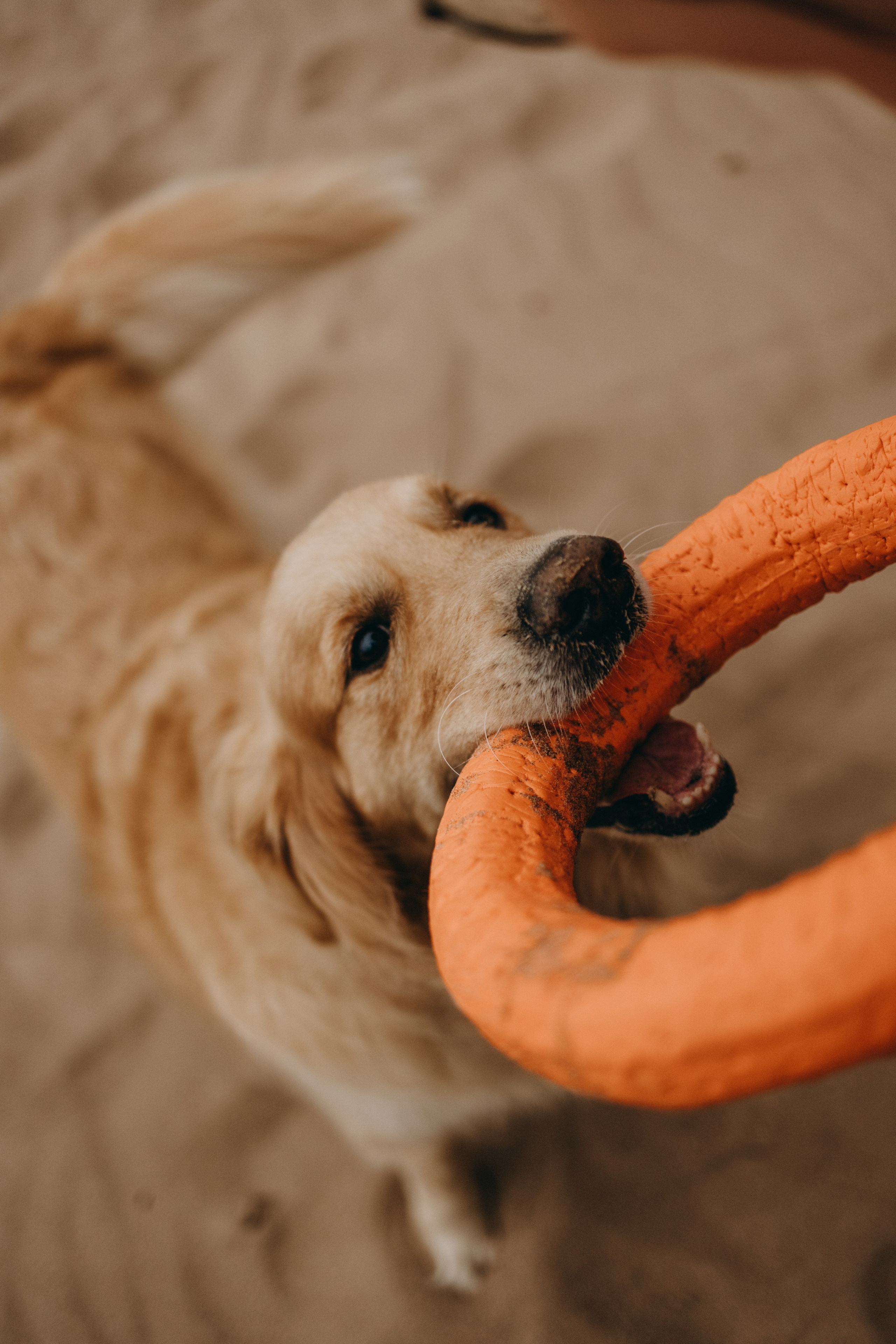 Фоси и его семьи. Фотограф — Анималист | Санкт-Петербург