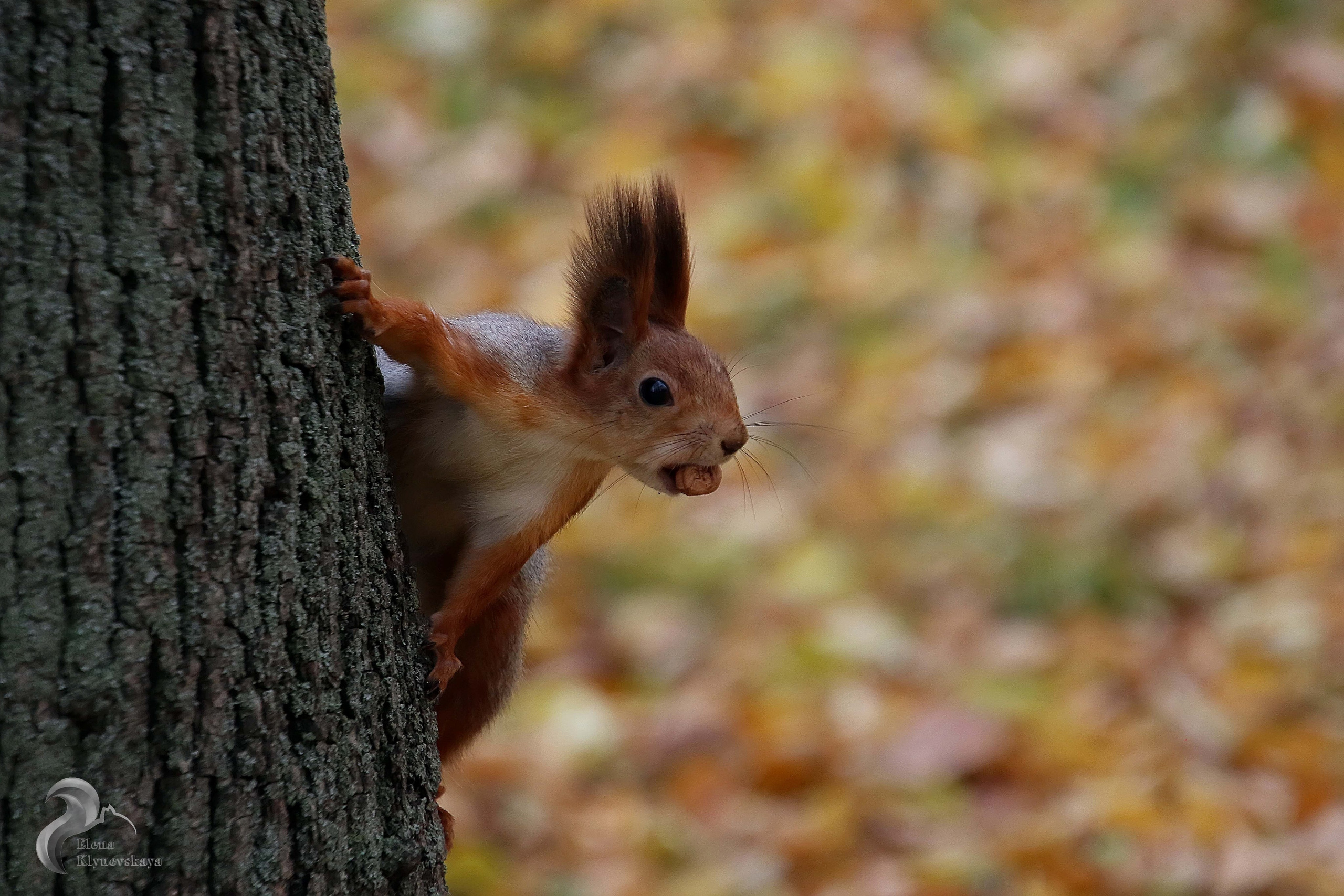 Природа. Театральная и концертная съемка