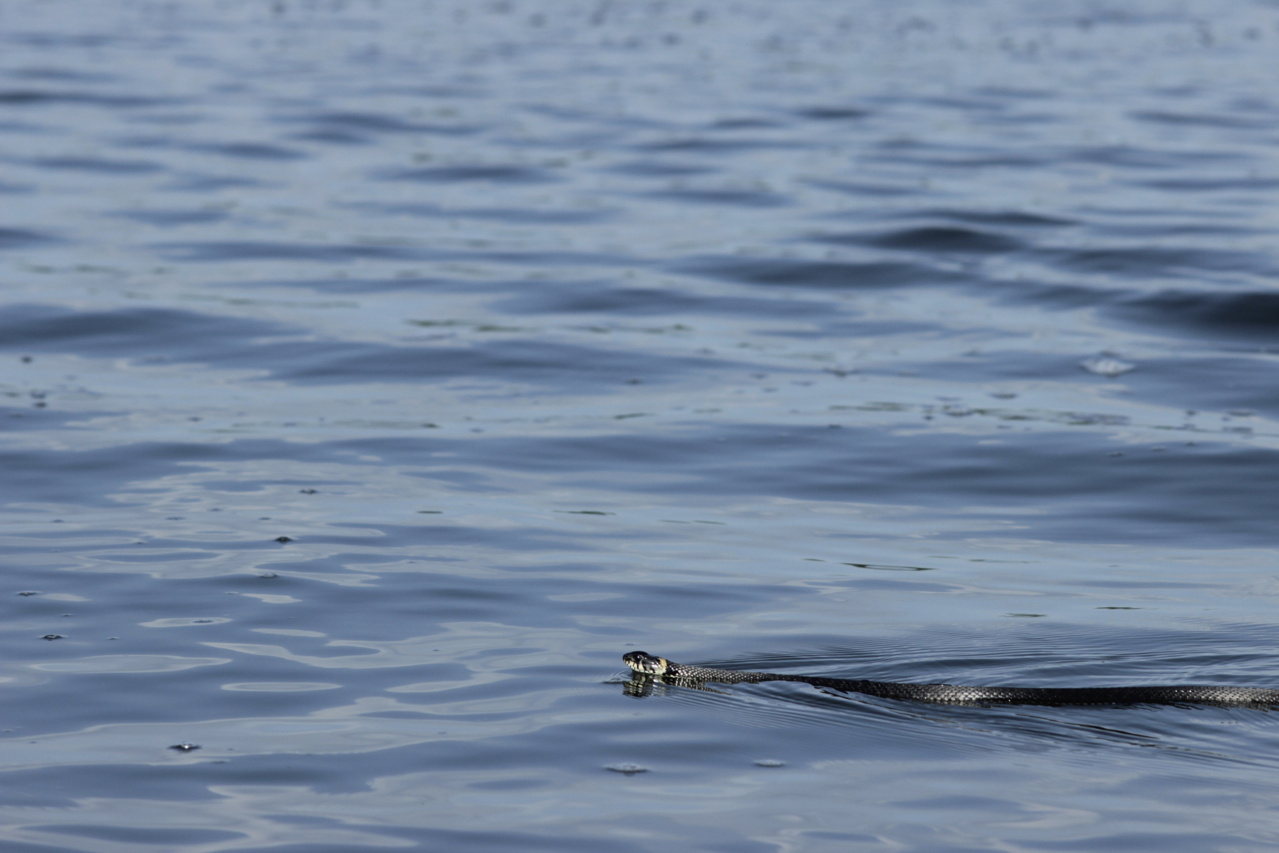 Сёрфинг в Саратове!. Фотокрыжовник. Снимаем, дружим, путешествуем