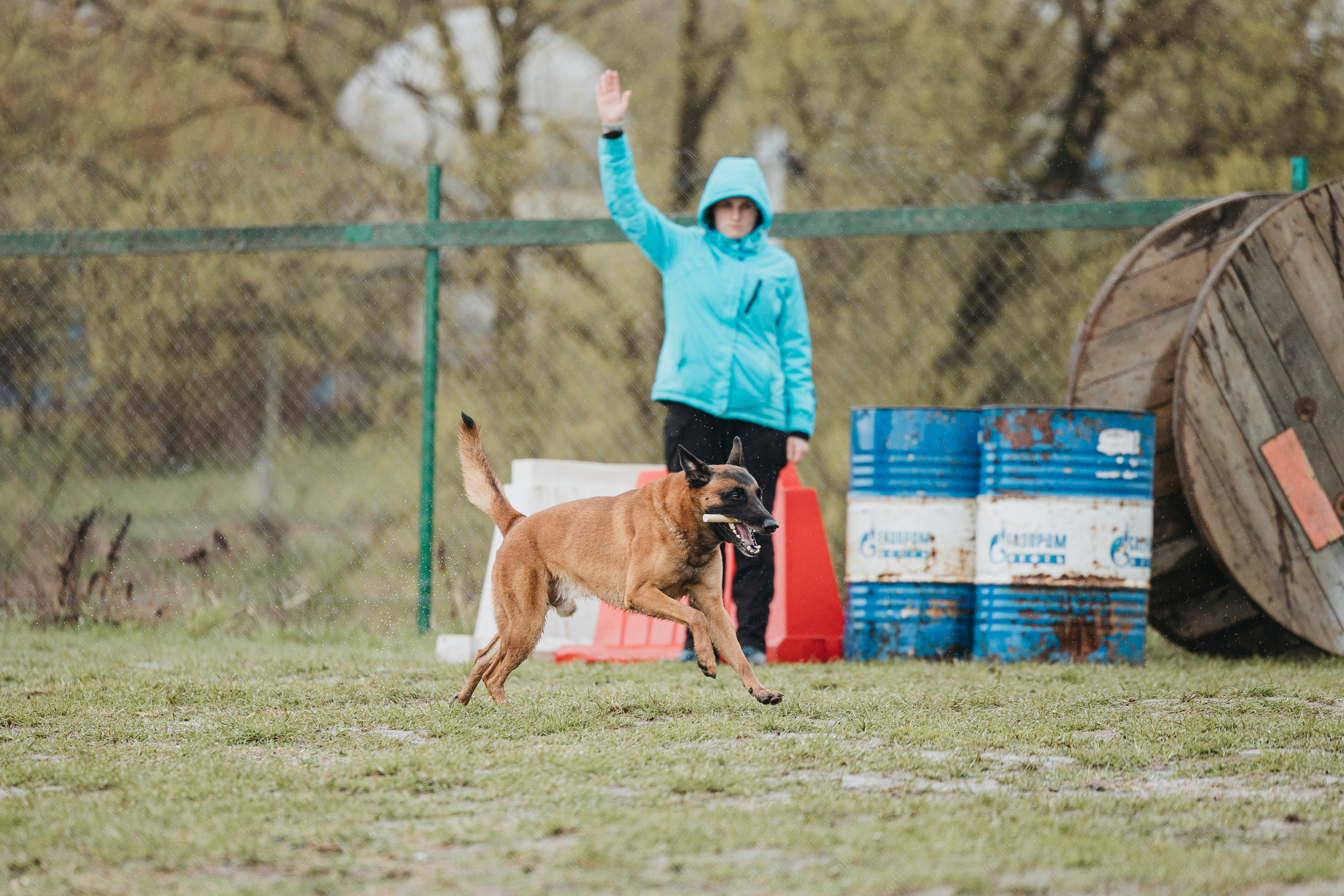 09.05.25 Вологда соревнования. Фотограф-анималист Анна Маринич
