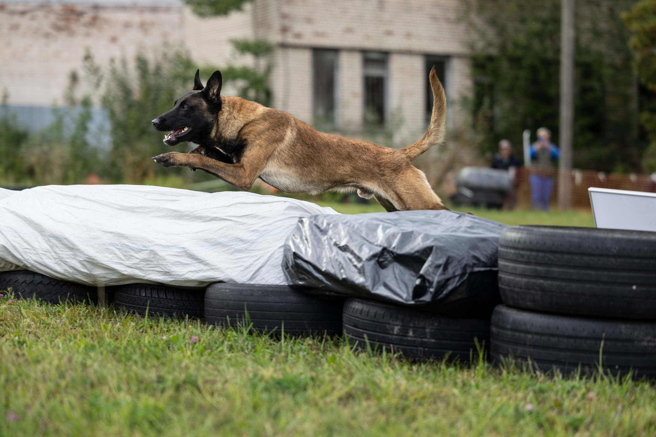 Испытания по Мондьорингу г. Пушкин. Фотограф-анималист Анна Маринич