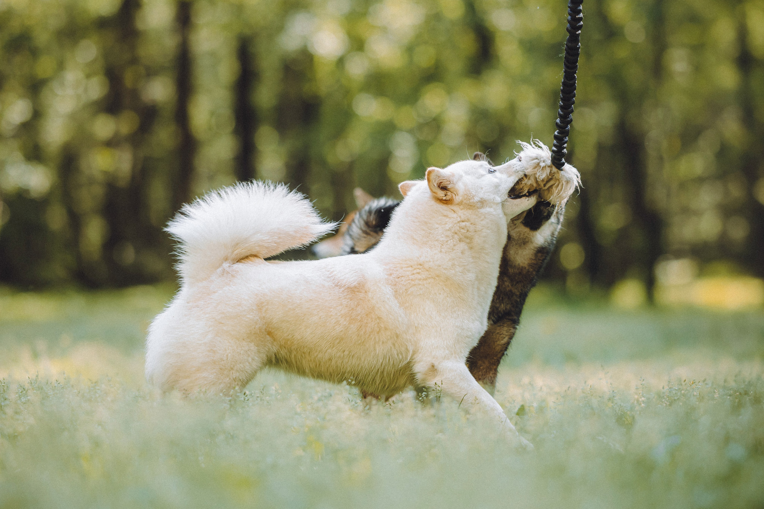 Шед, Цири, Чиби, Цера и их семья