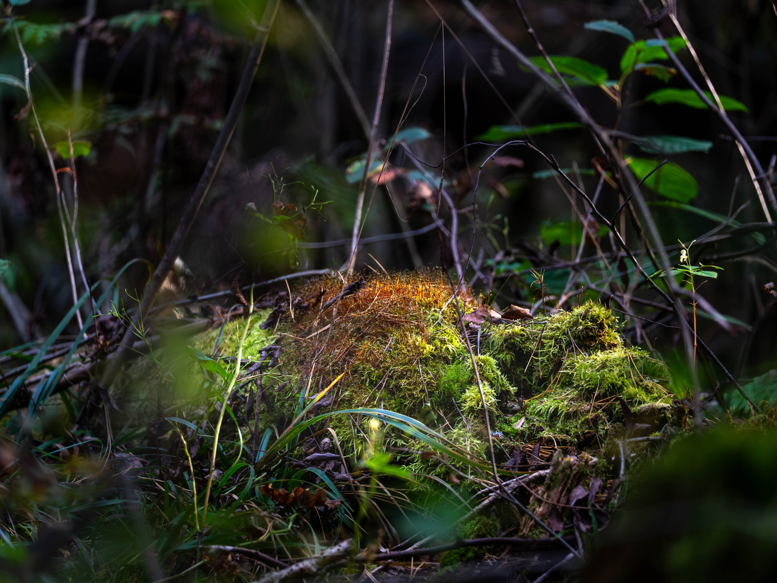 Стрит‑фото: жизнь города в кадре — реальные моменты. FM Media Сrew. Репортажные фото и видео