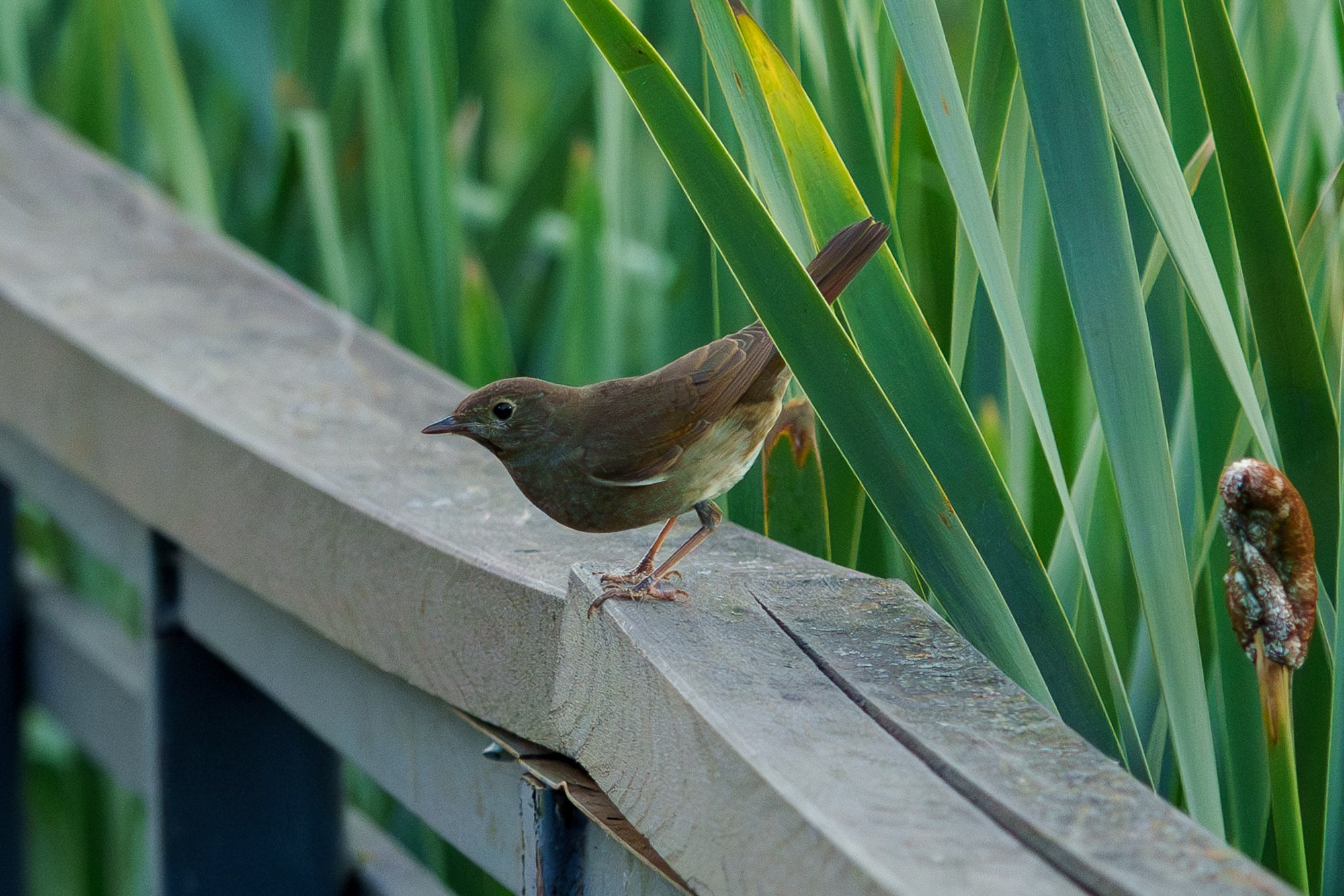 Удивительные мир птиц. Вокруг нас столько прекрасного — присмотритесь!. Ваш личный фотограф Марина Волкова