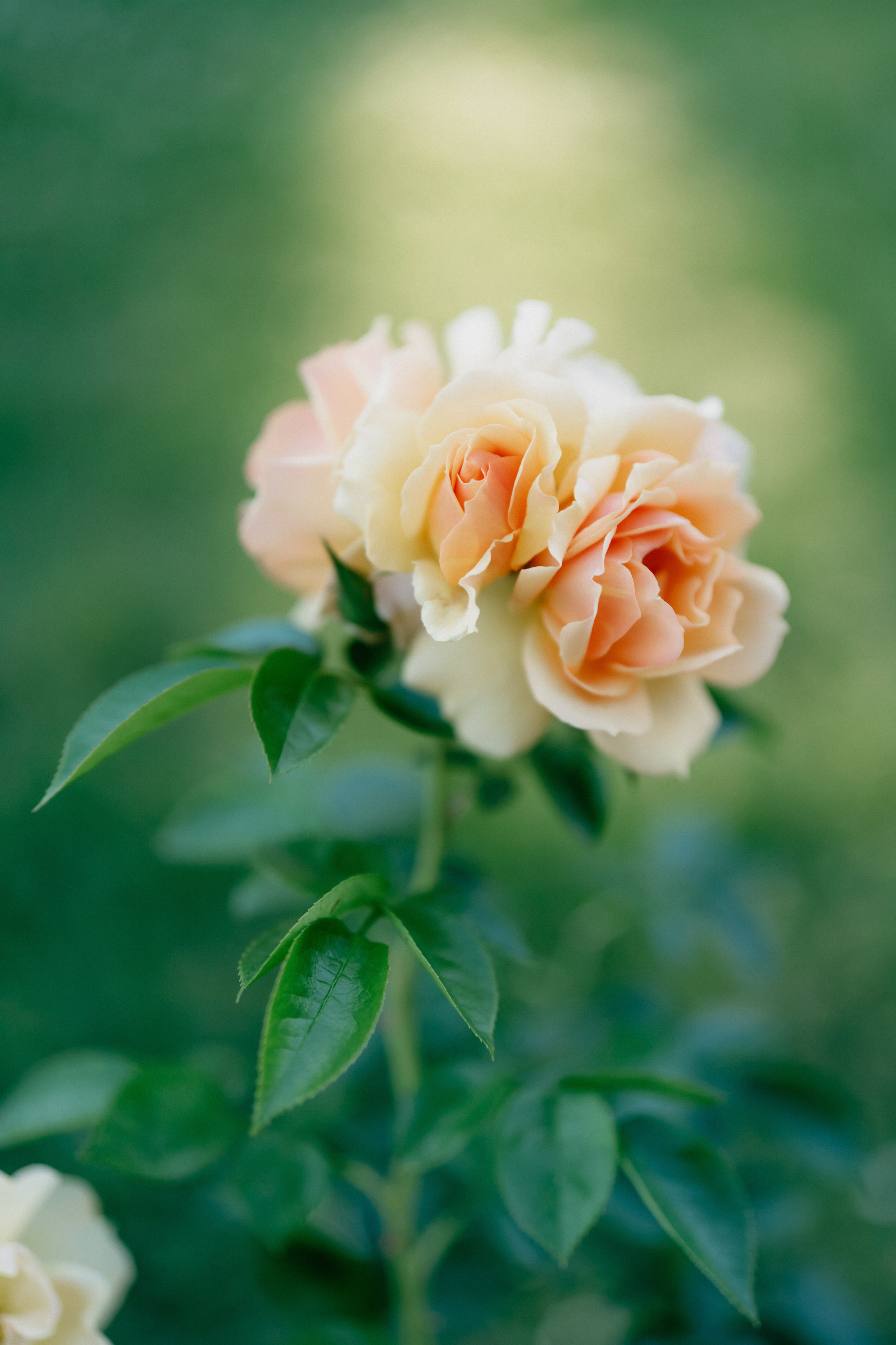 Фестиваль роз. Фотограф в Москве Дмитрий Рогов