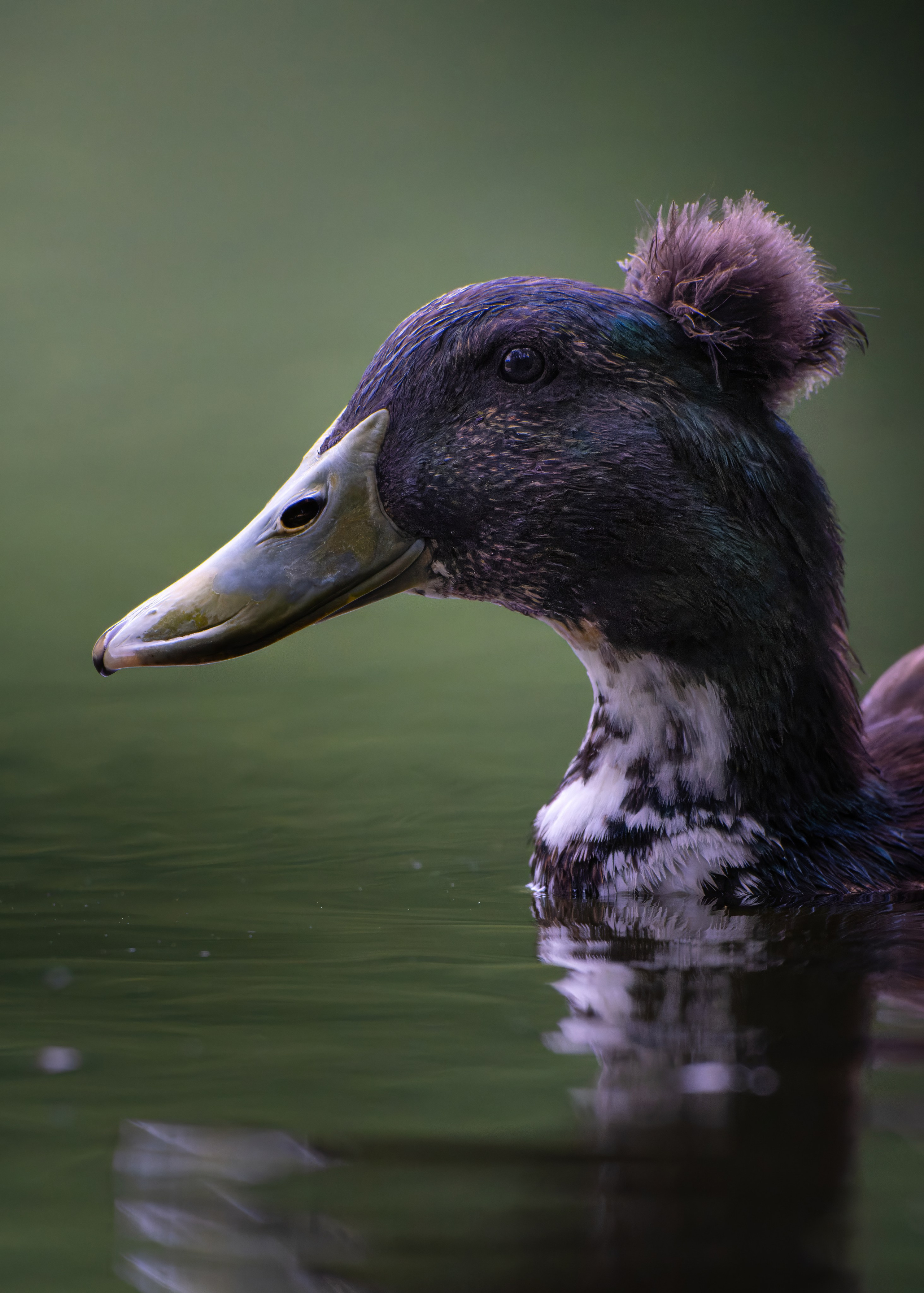 Птицы и животные. Oles Paritskiy