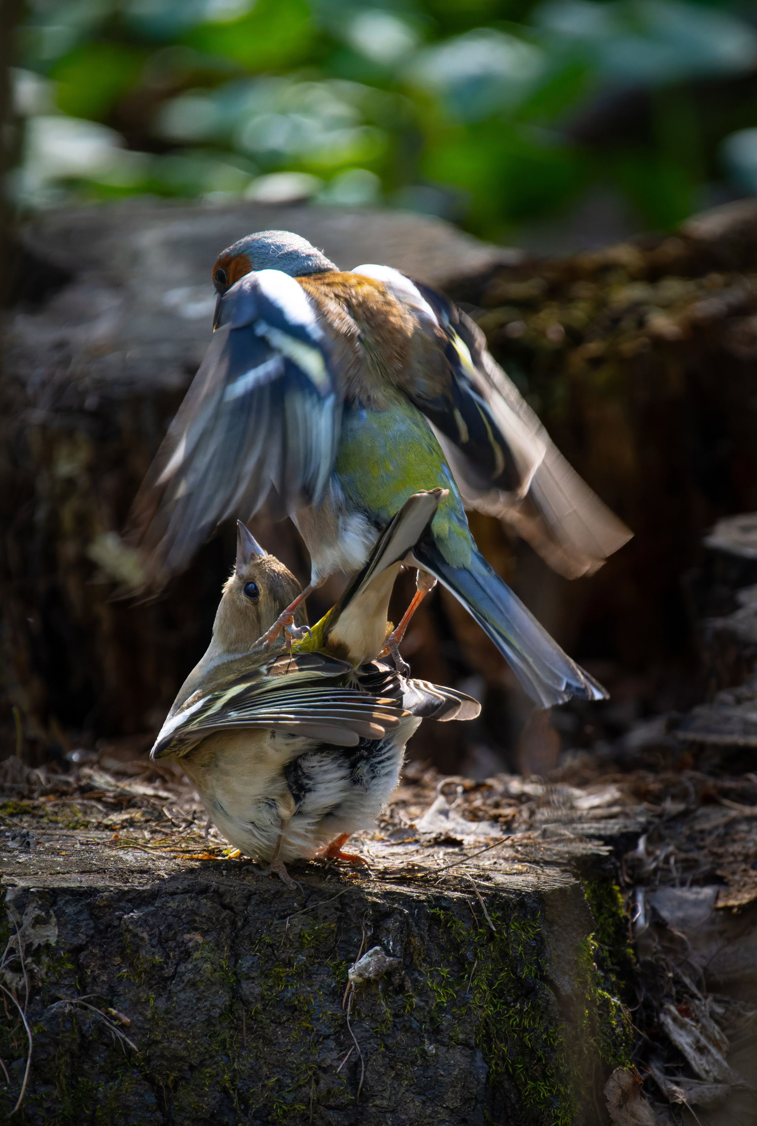 Птицы и животные. Oles Paritskiy