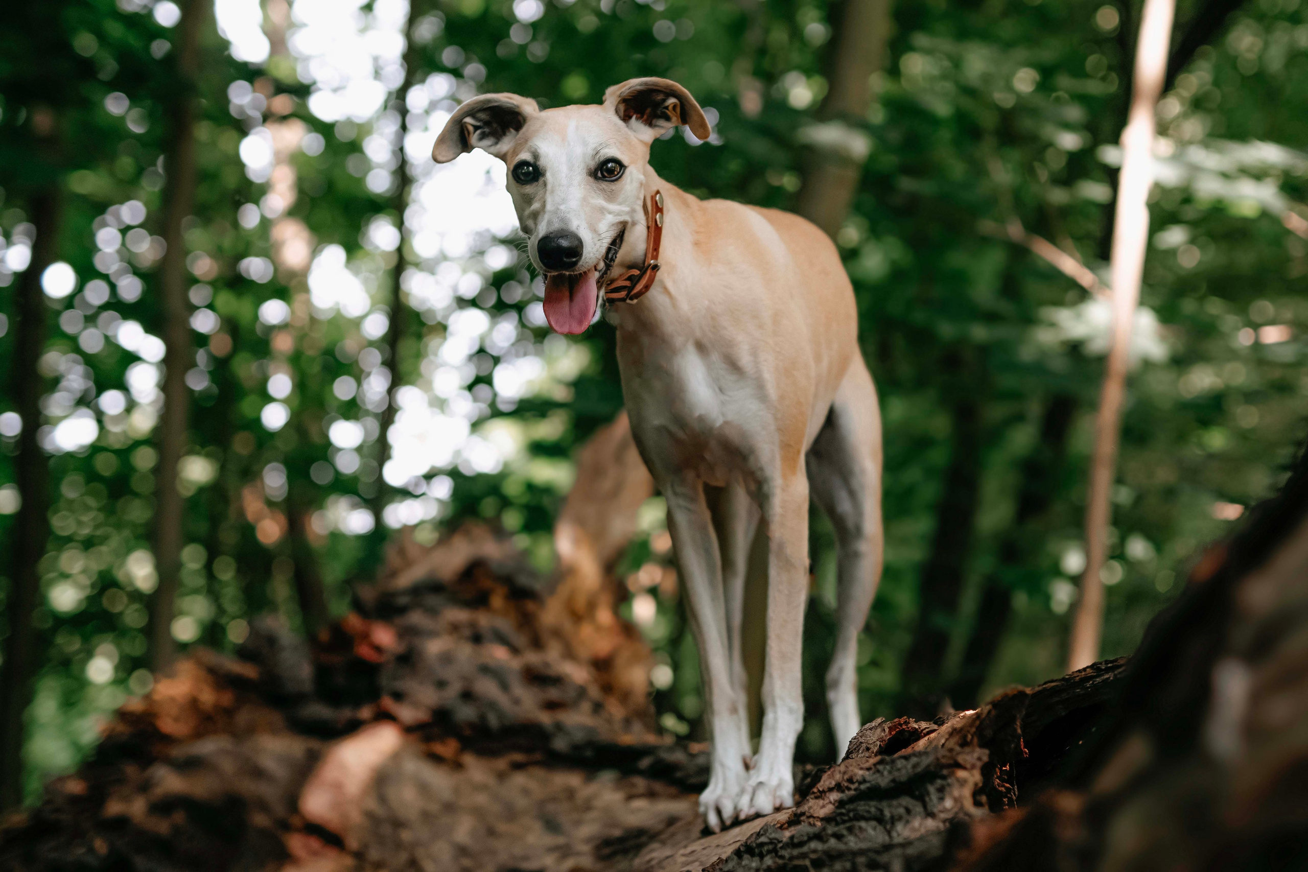 Портреты питомцев. Фотограф и видеограф в Минске Мария Войтик