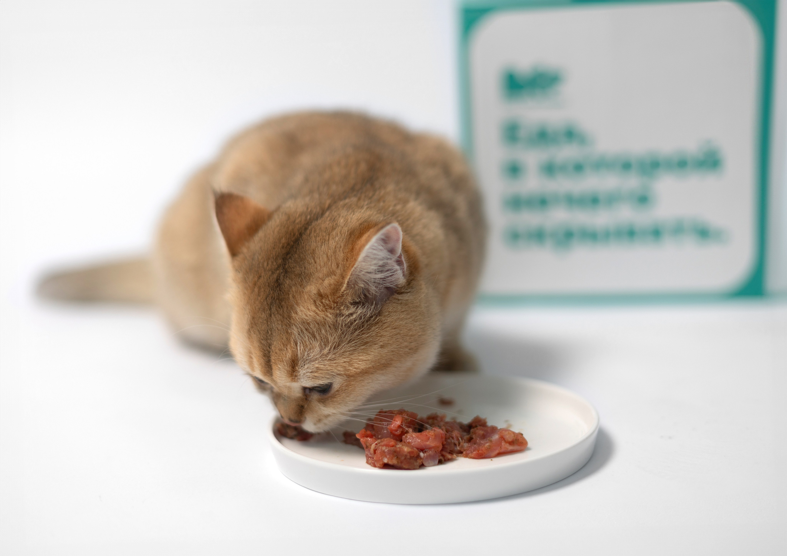 Best for friend (BFF). Фотограф анималист Кристина Карпова, Москва