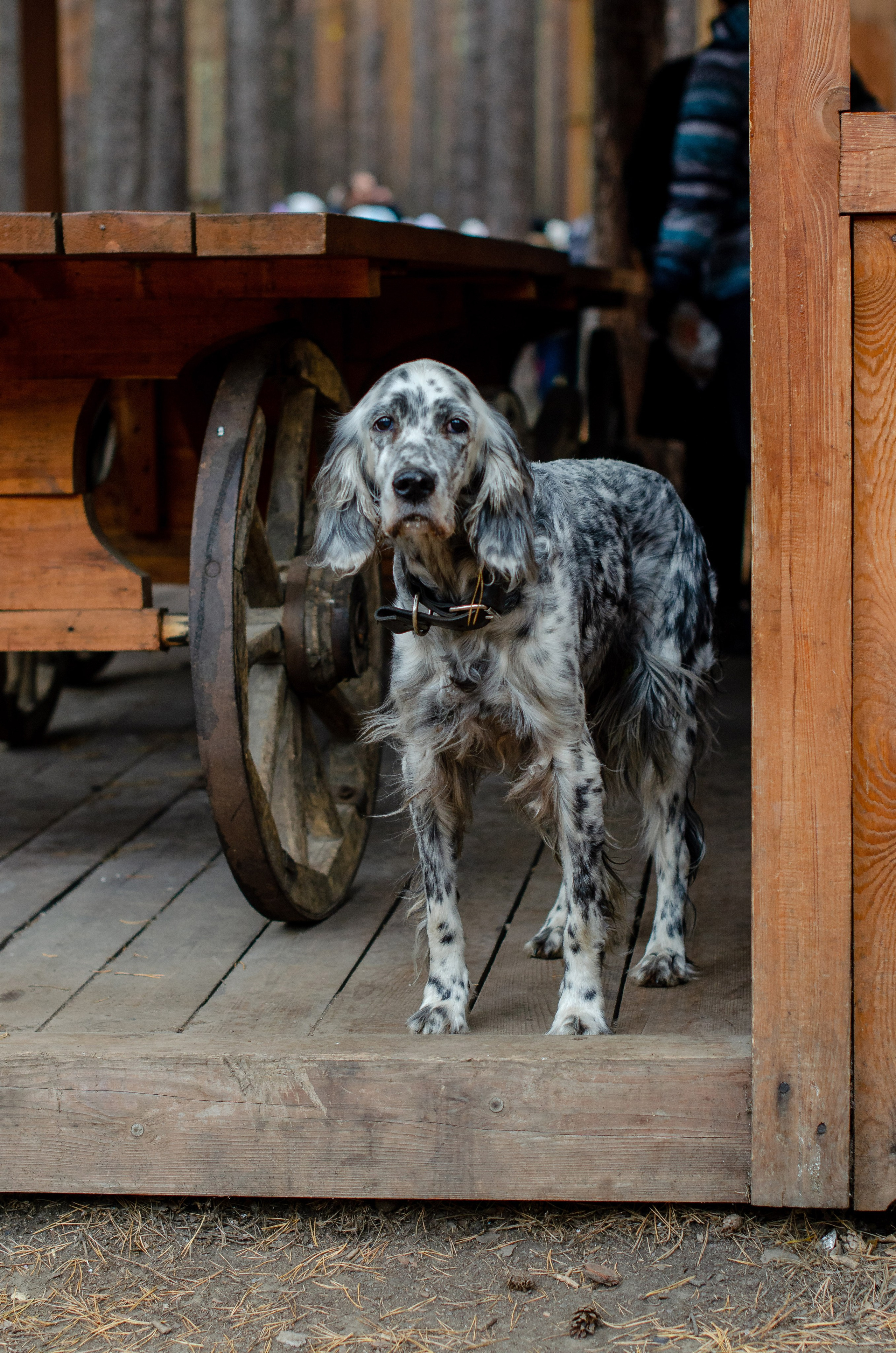 Животные. Фото, видео, монтаж