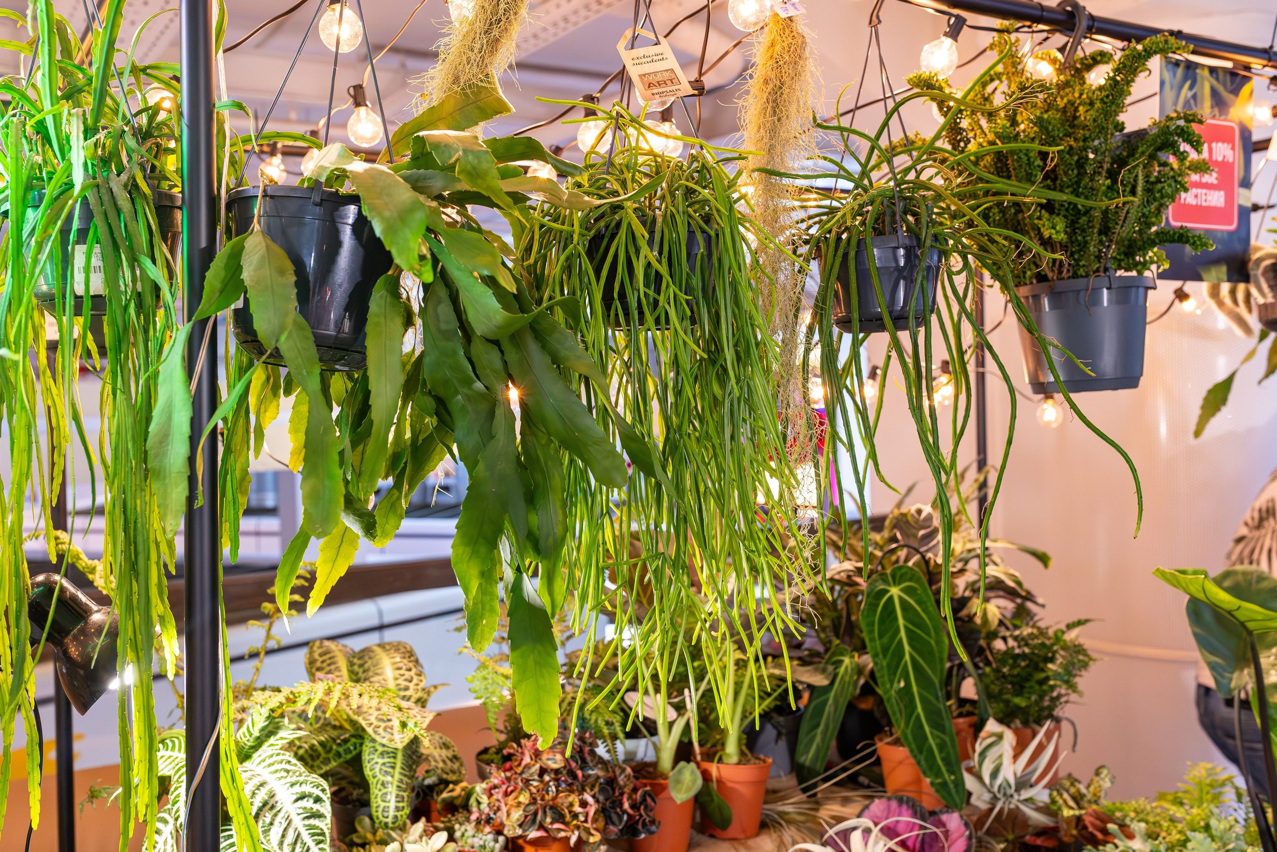 Growbox 5лет. Александра Куликова фотограф, Москва