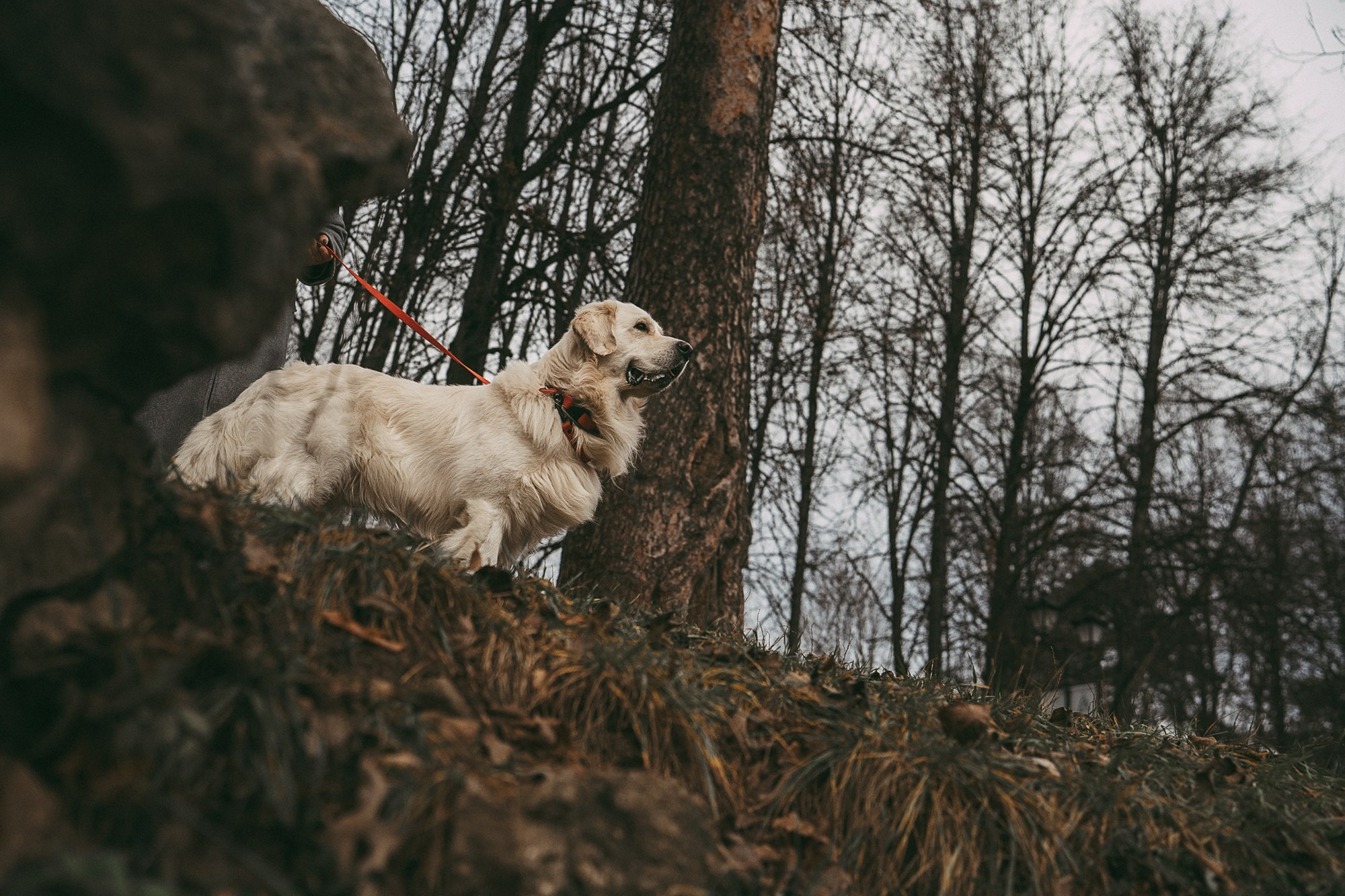 Лена и Мерлин. Фотограф анималист в Москве и Санкт-Петербурге Свиридова Анна